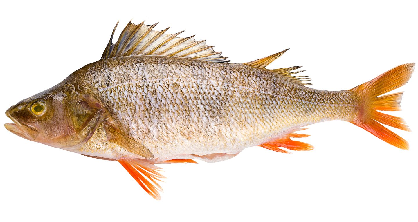 Изображение на 