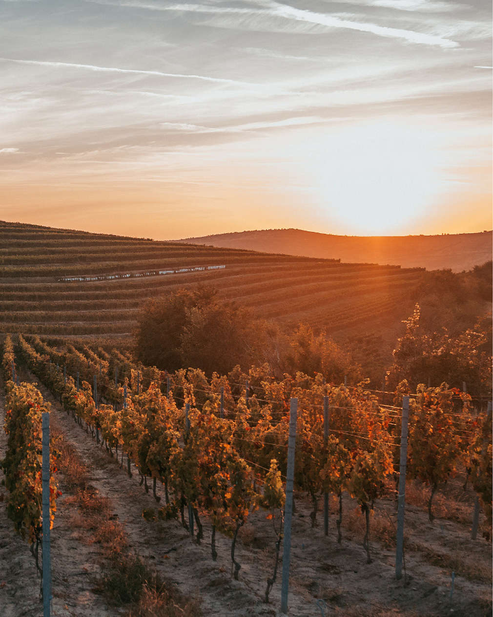 Tohani for Kaufland - 3