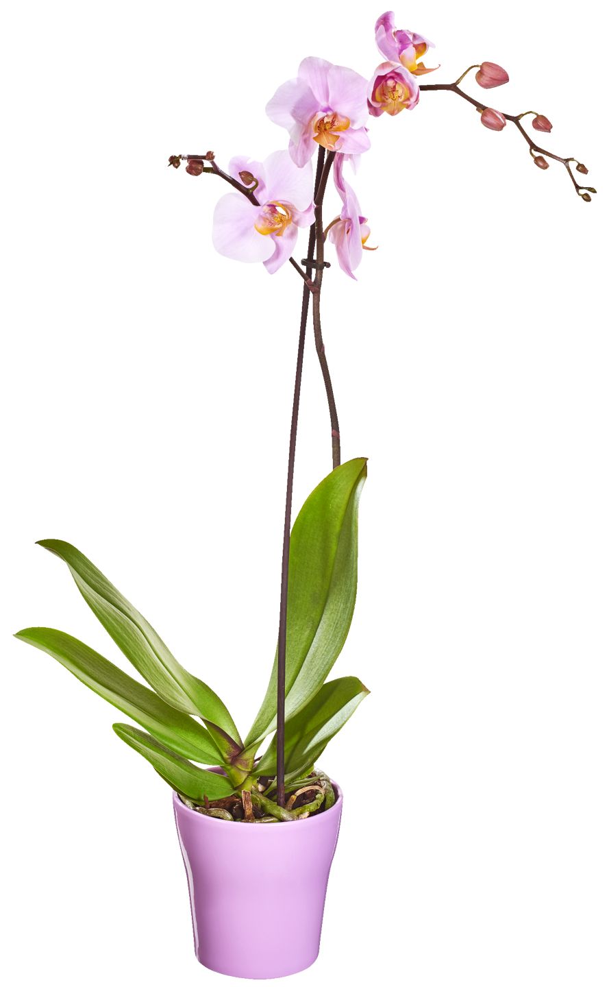 Изображение на Орхидея Фаленопсис Ø12 см