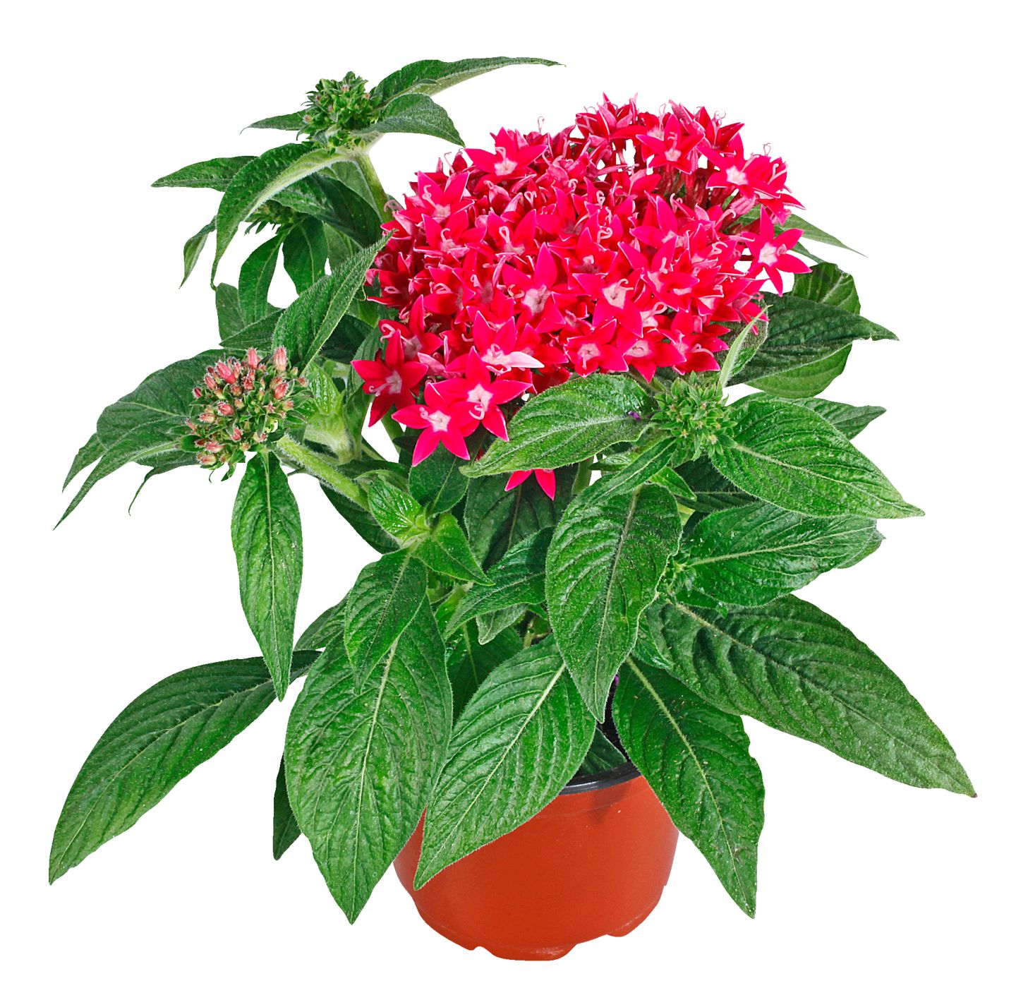 Pentas 