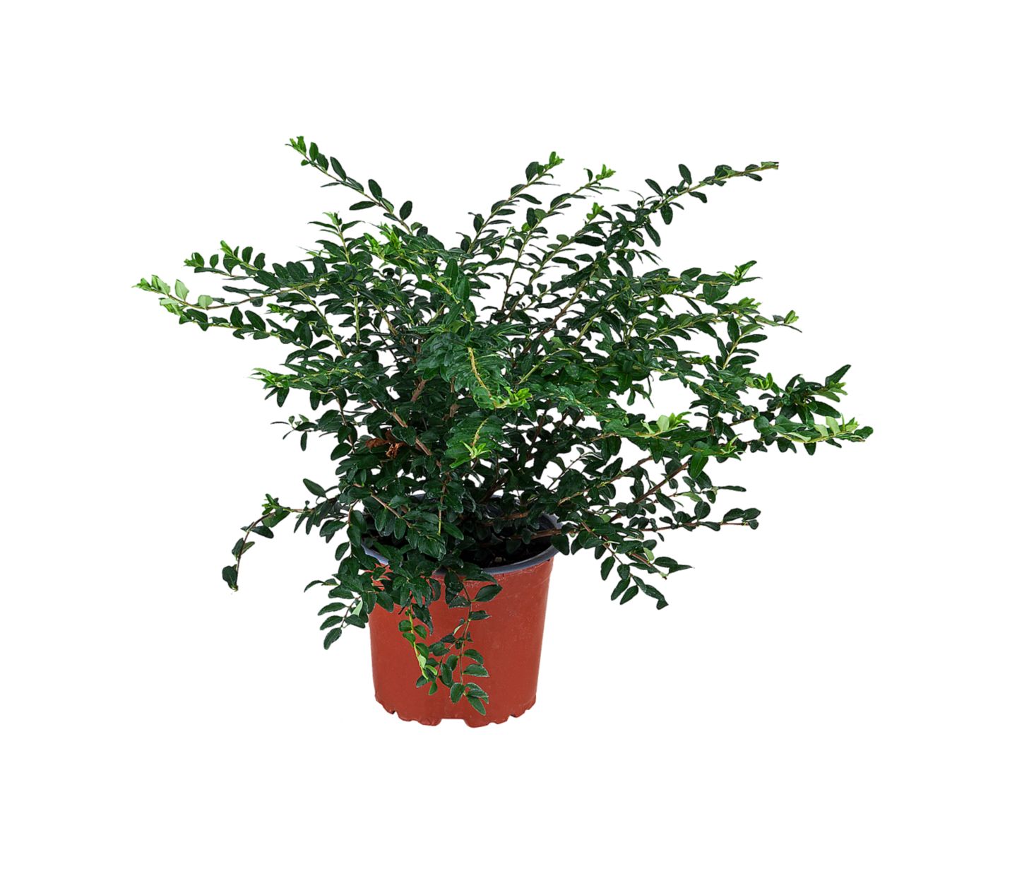 Lonicera 