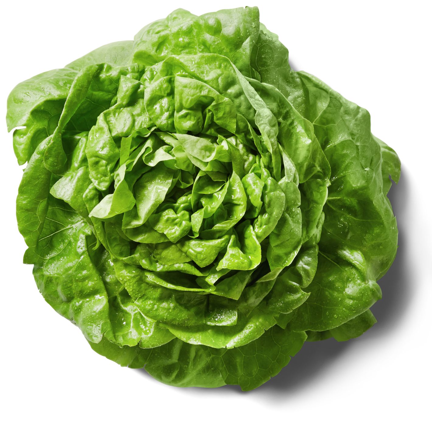 Zelena salata puterica 