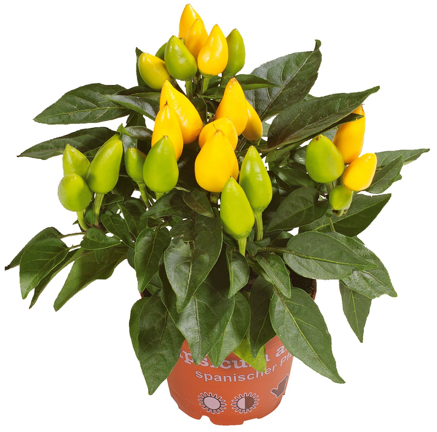 Papričice chilli 