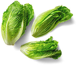 Sałata rzymska mini