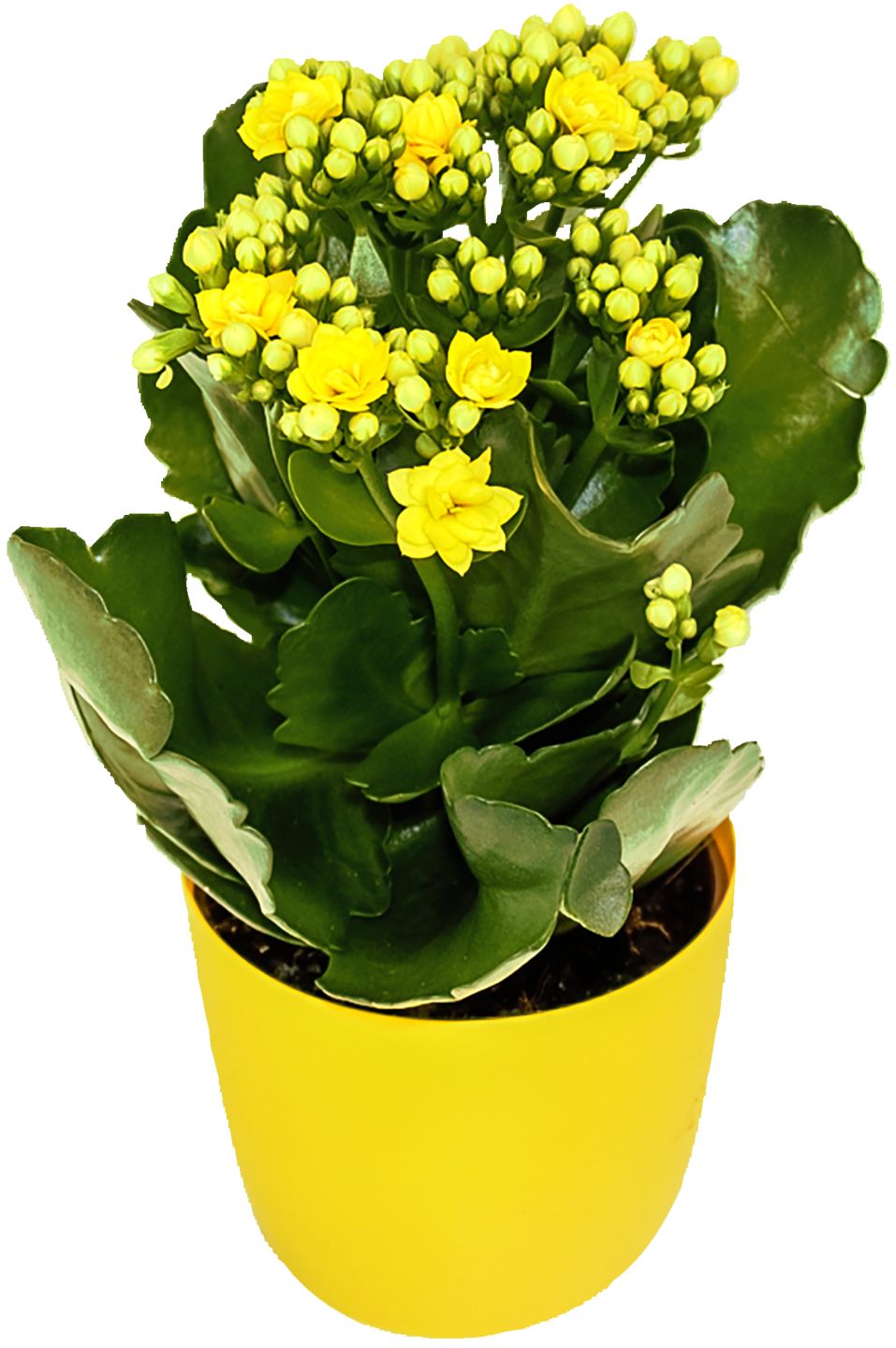 Kalanchoe v obalu 