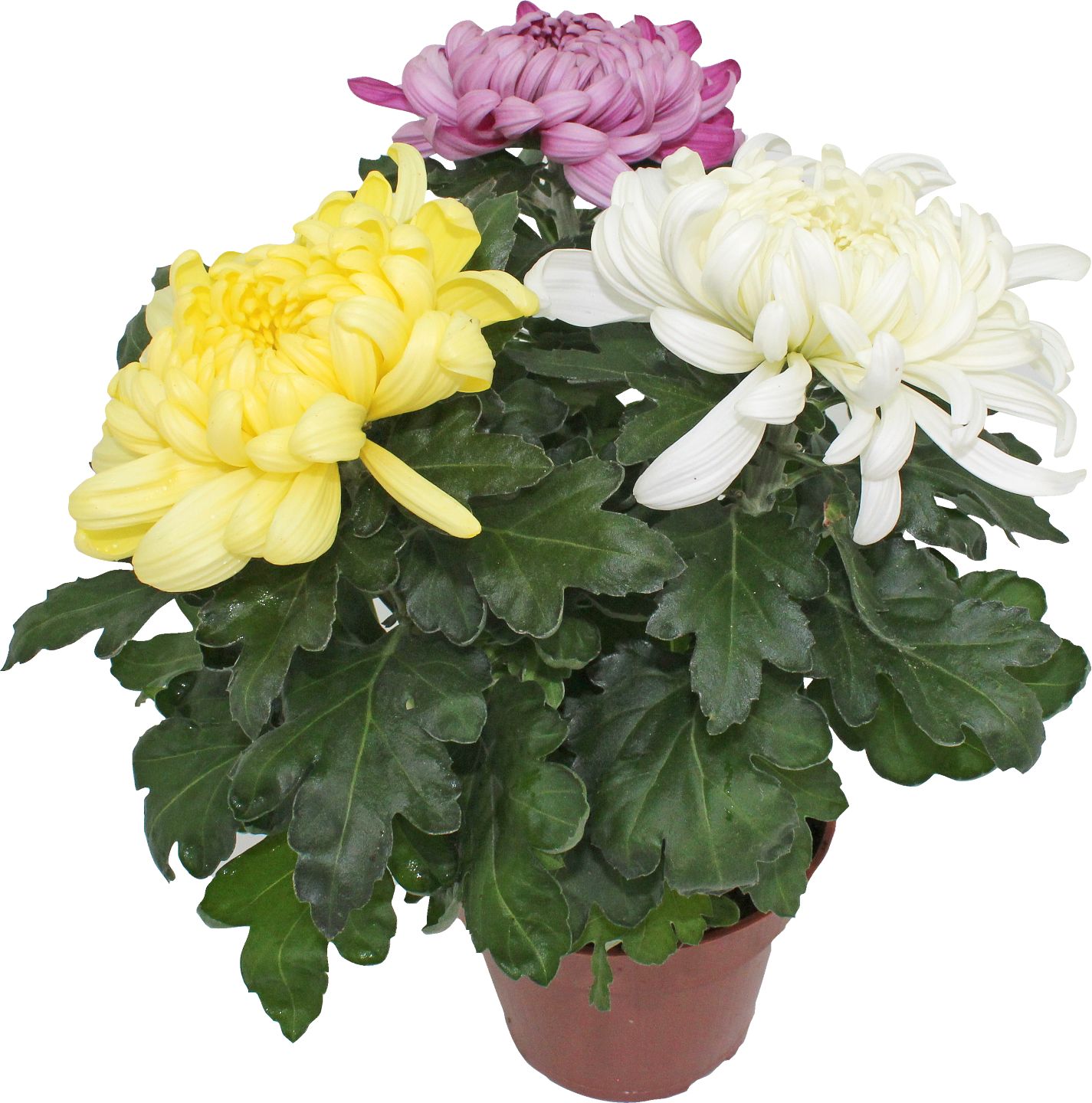 Chryzantéma veľkokvetá trio (Chrysanthemum)