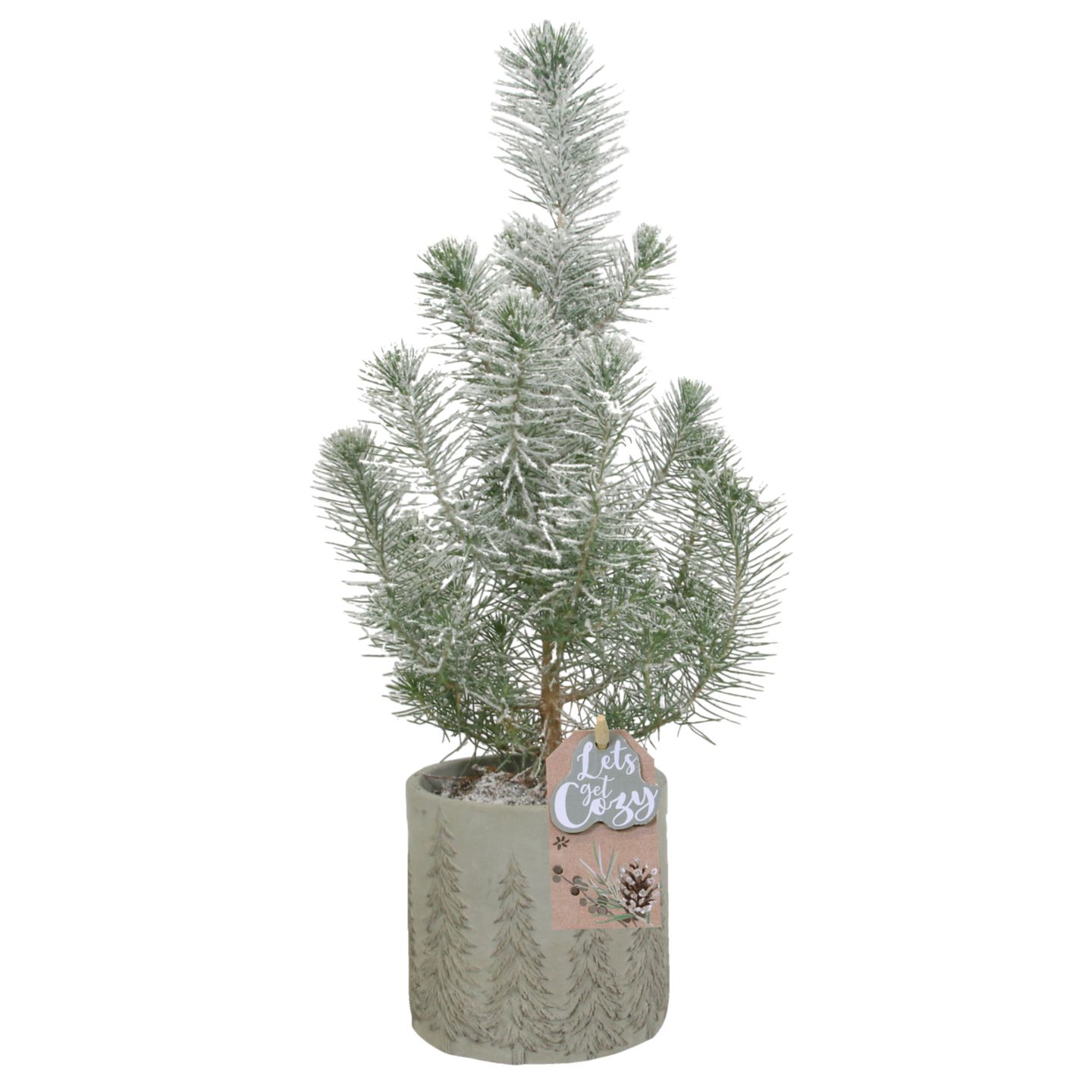 Borovica píniová v keramickom kvetináči