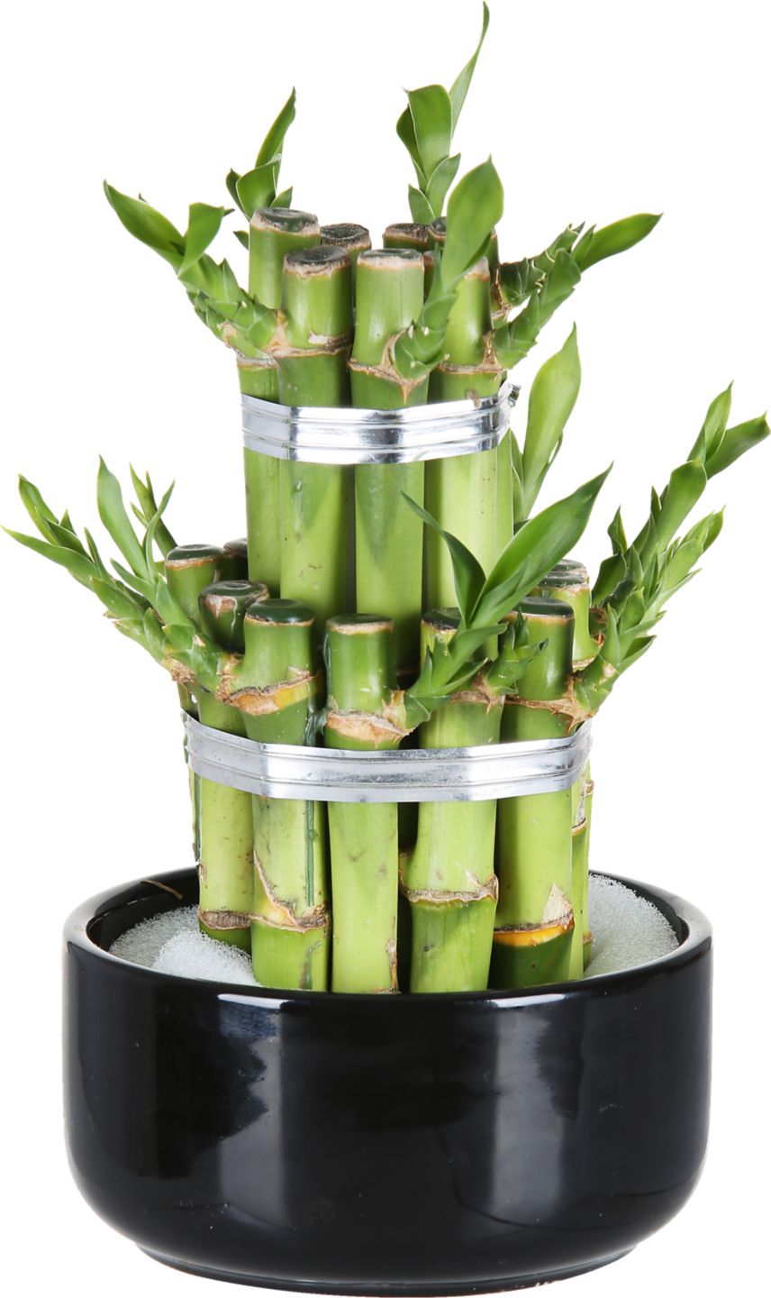 Bambus šťastia v keramike (Dracaena sanderiana)