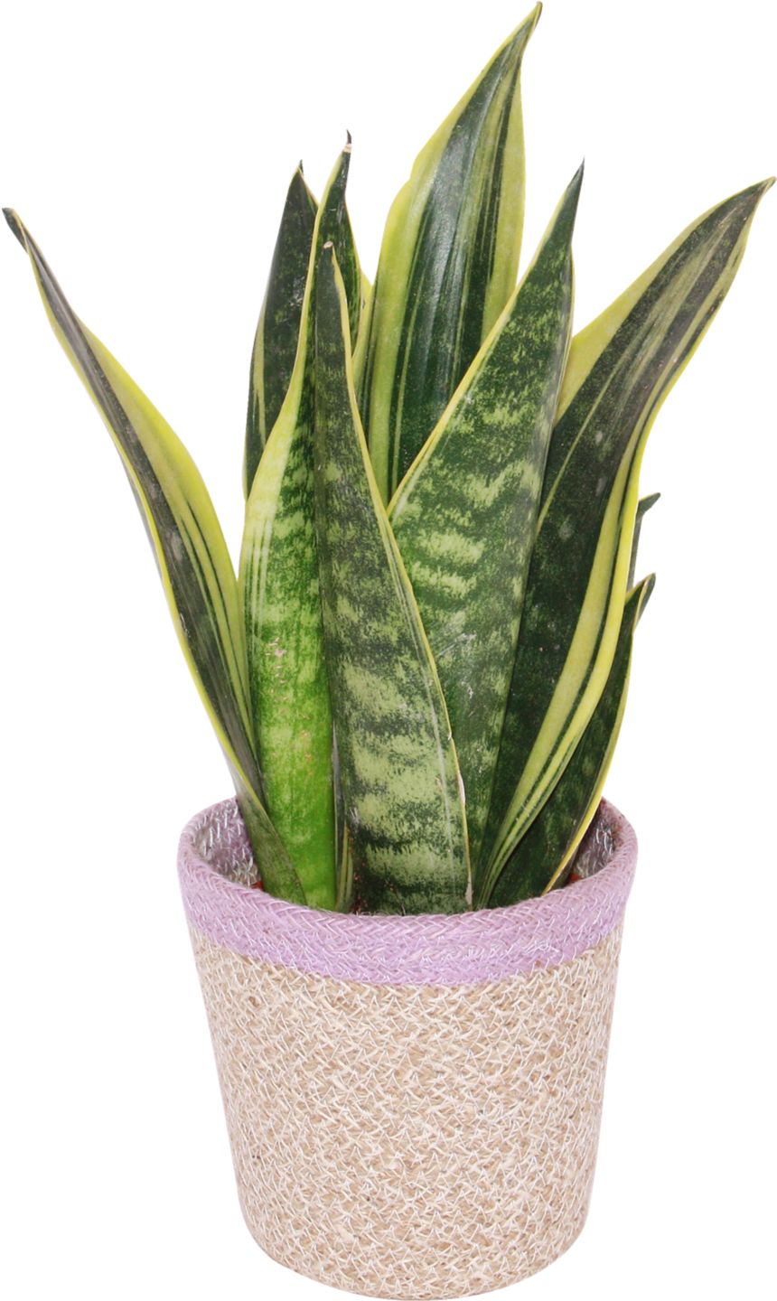 Sansevieria v košíku (Sansevieria superba)