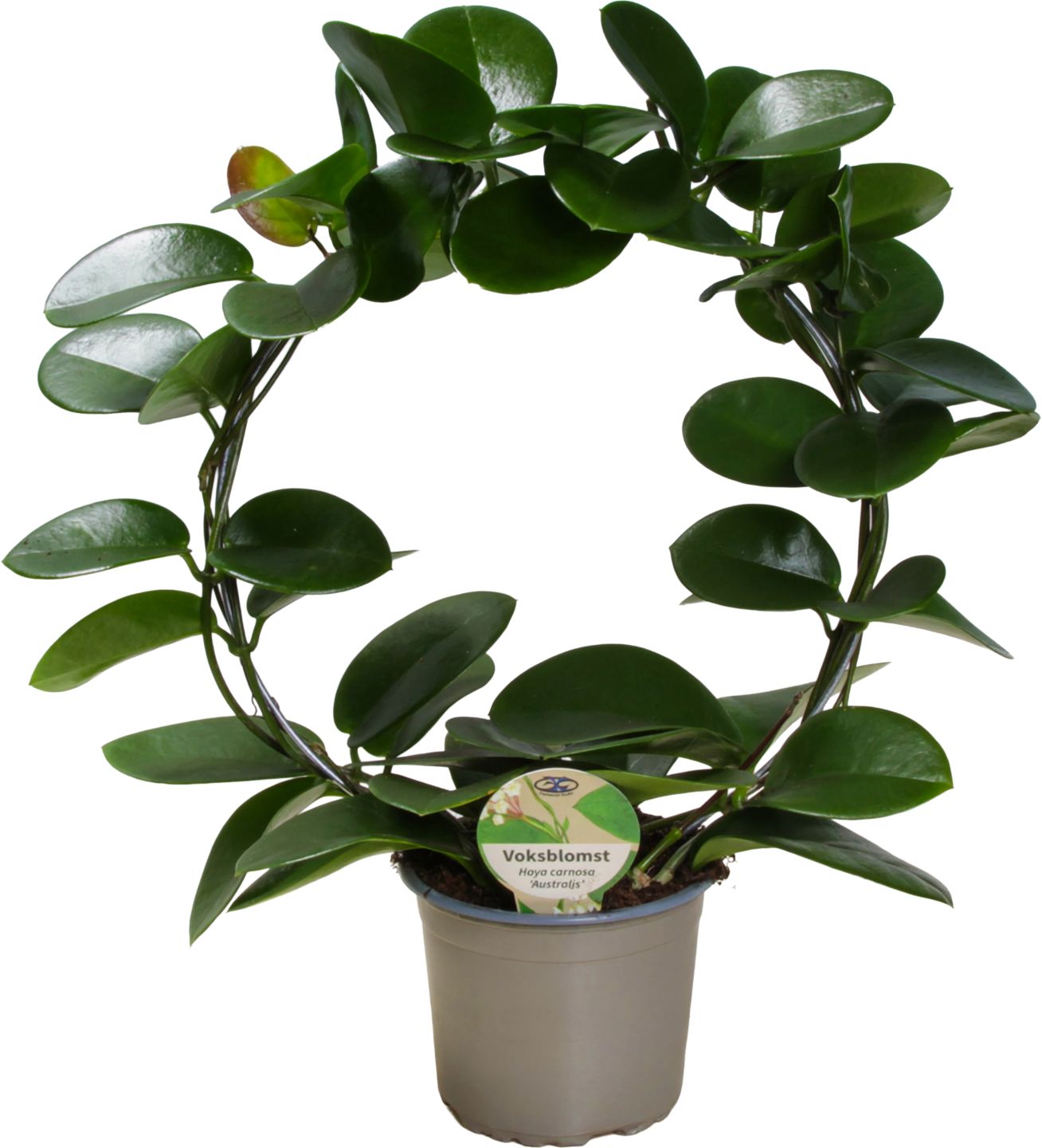 Hoya australis (Hoya australis)
priemer kvetináča: 12cm