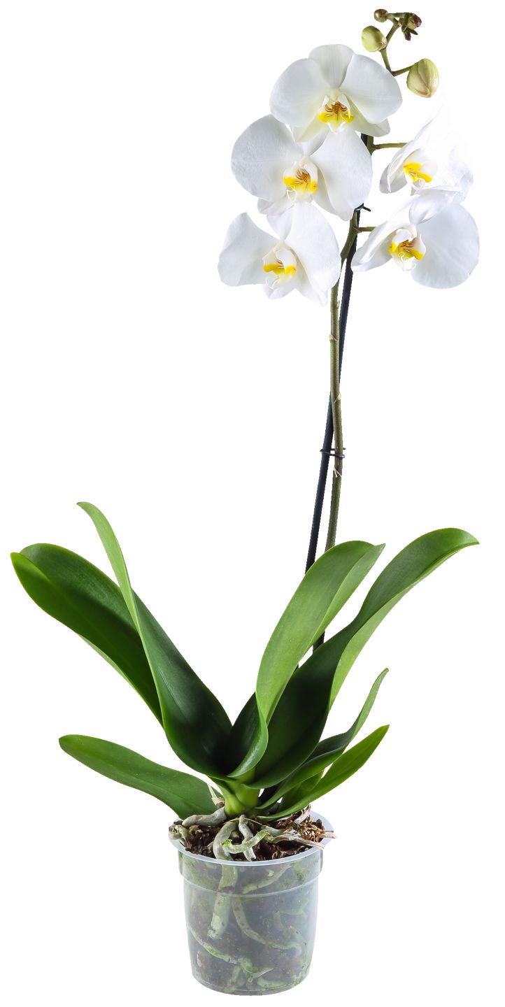 Orchidea 1-výhonková (Phalaenopsis)