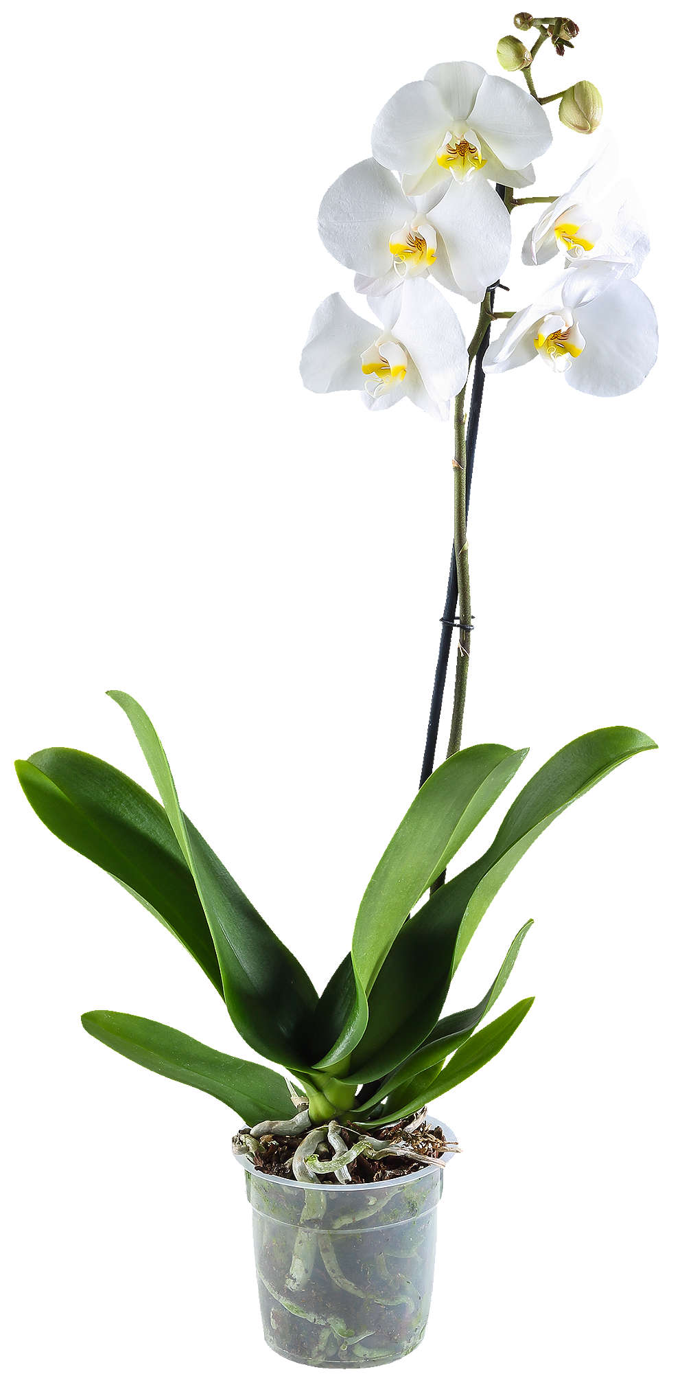 Zobrazenie výrobku Orchidea 1-výhonková (Phalaenopsis)