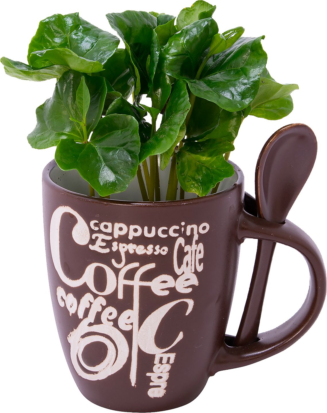 Kávovník Coffea Arabica v keramickém květináči