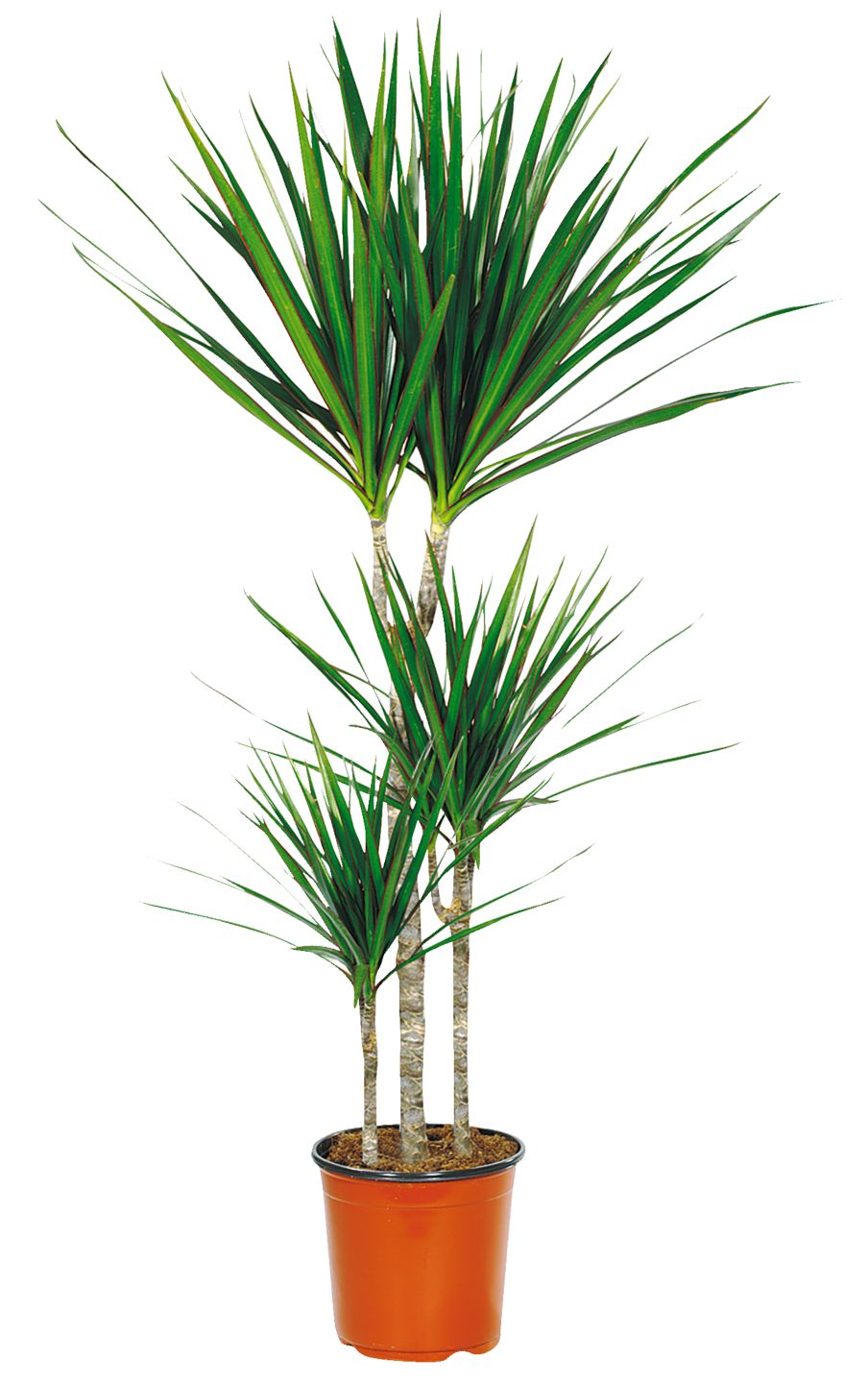 Dracena marginata 3 kmeny 