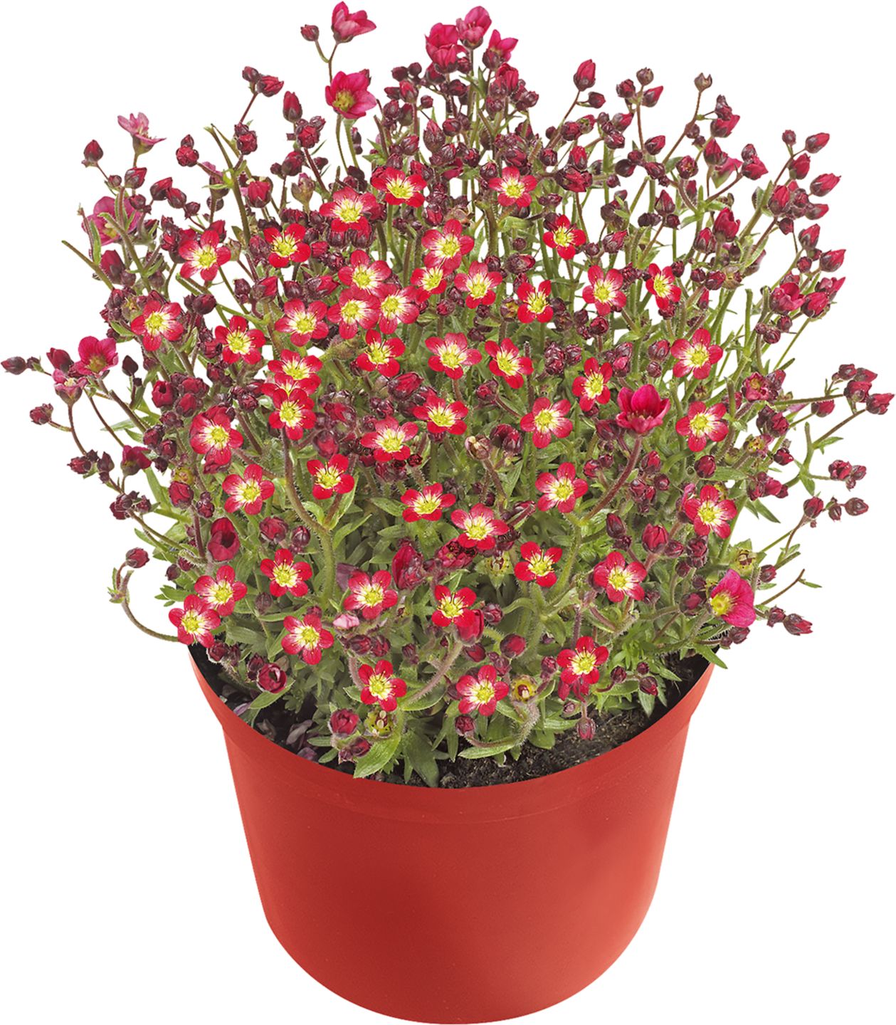 Lomikámen Saxifraga 