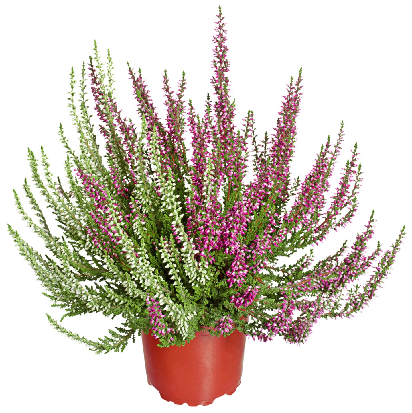 Vres obyčajný Duo (Calluna vulgaris)