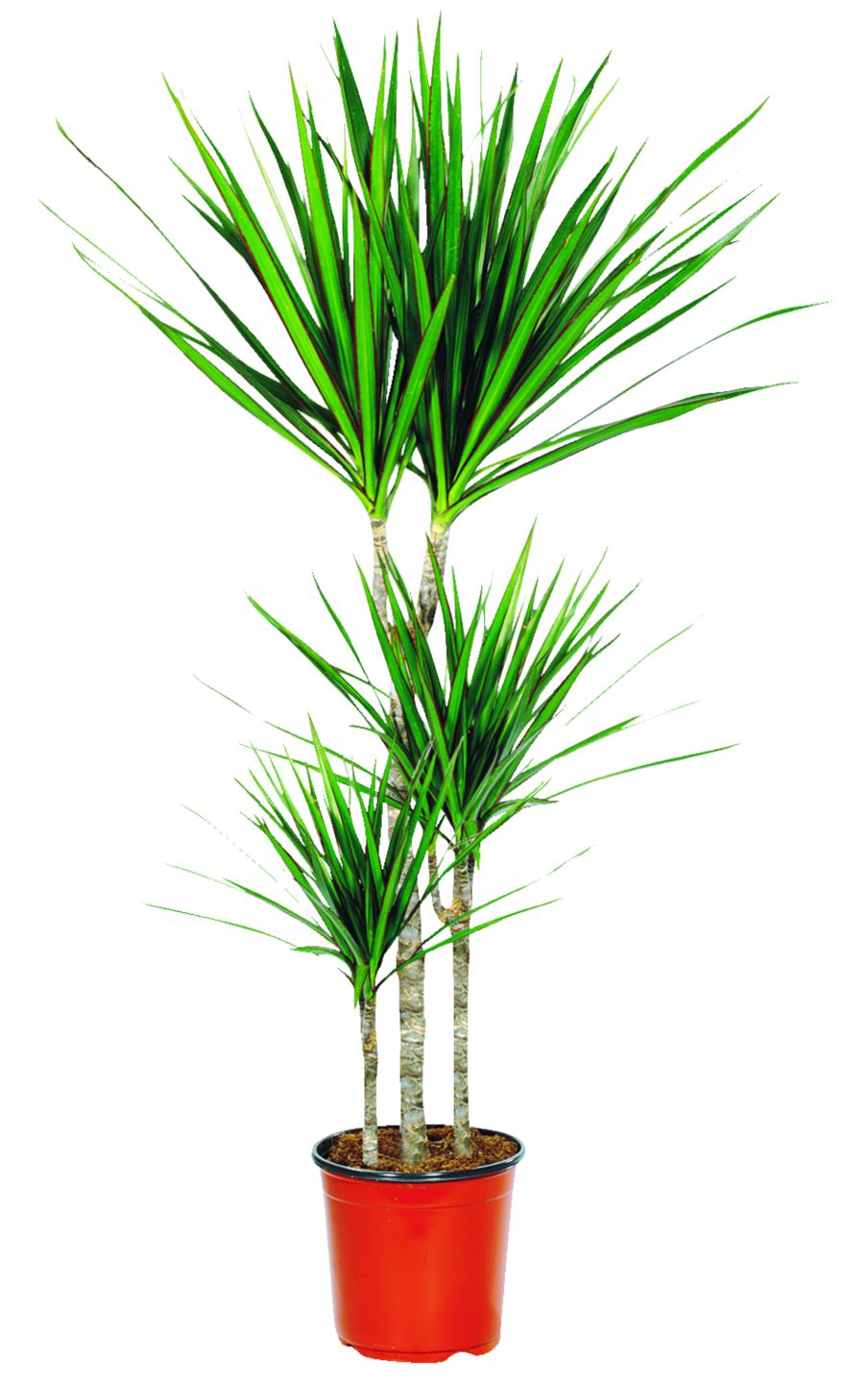 Dracéna (Dracaena marginata)