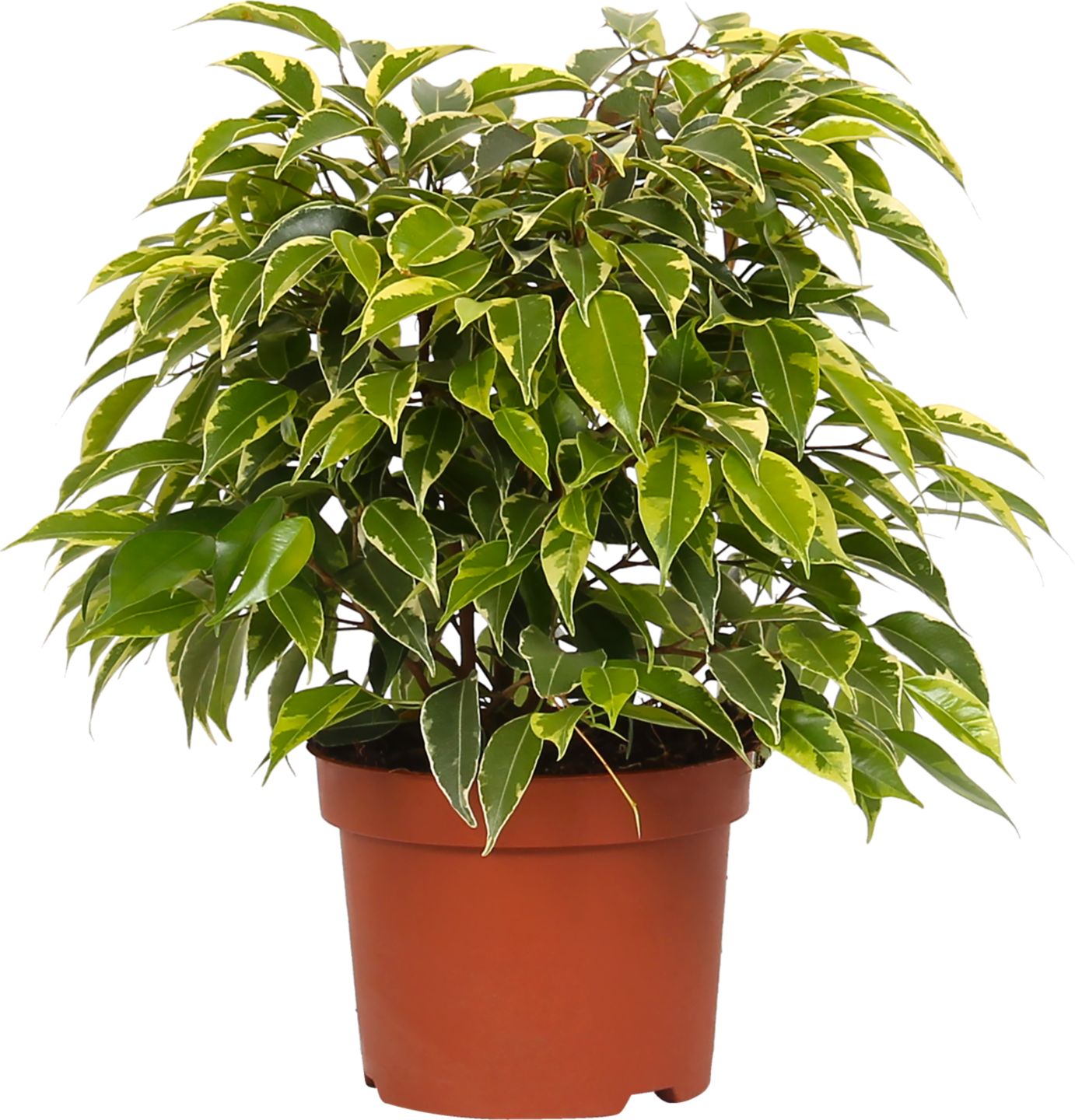 Ficus benjamina Kinky 