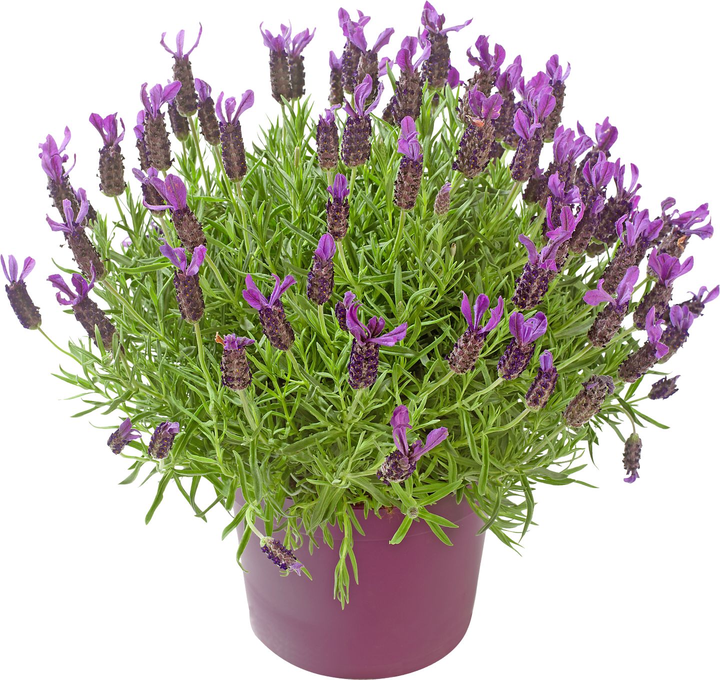 Levanduľa úzkolistá (Lavandula angustifolia)