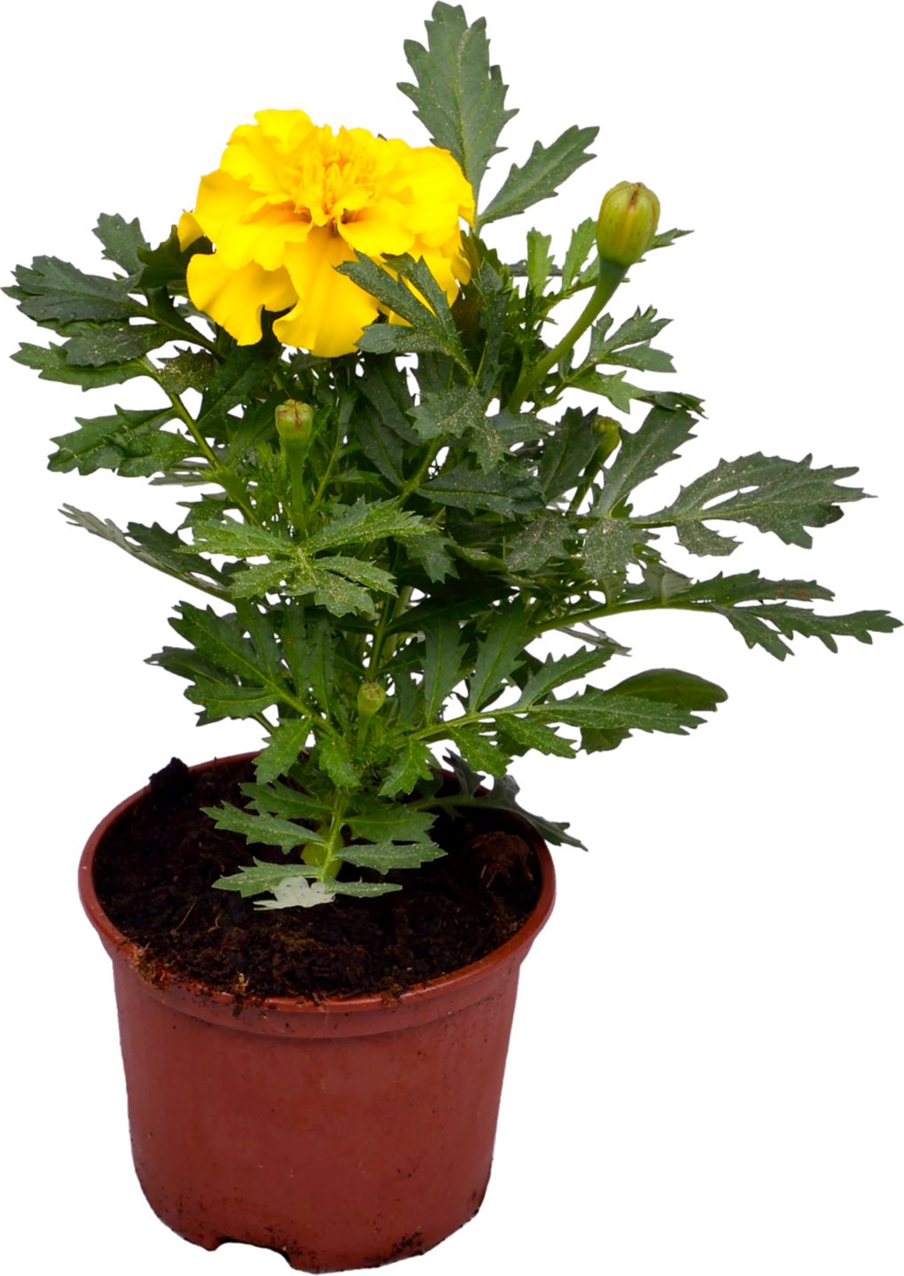Aksamitník Tagetes patula