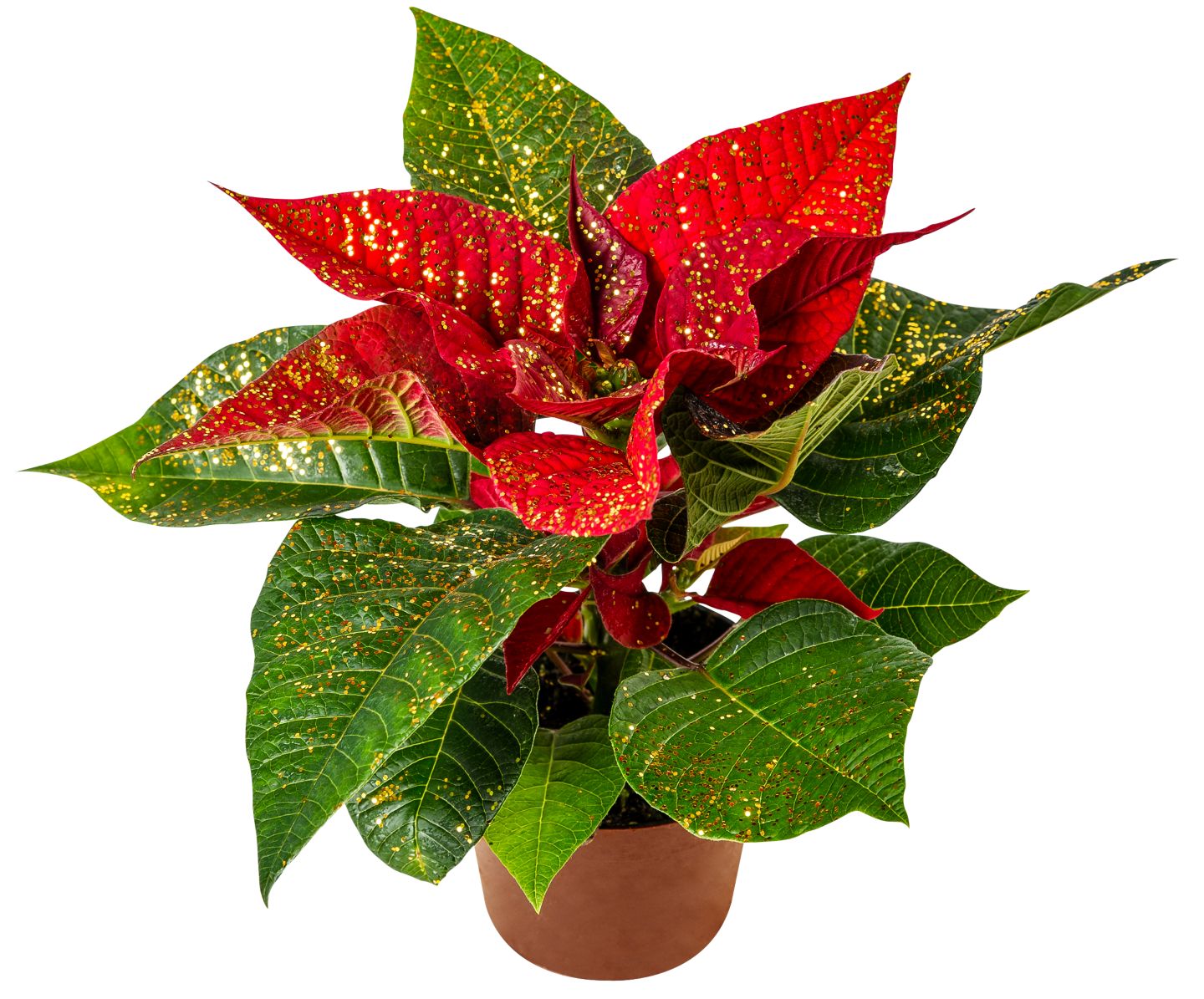 Vánoční hvězda zdobená Euphorbia pulcherima