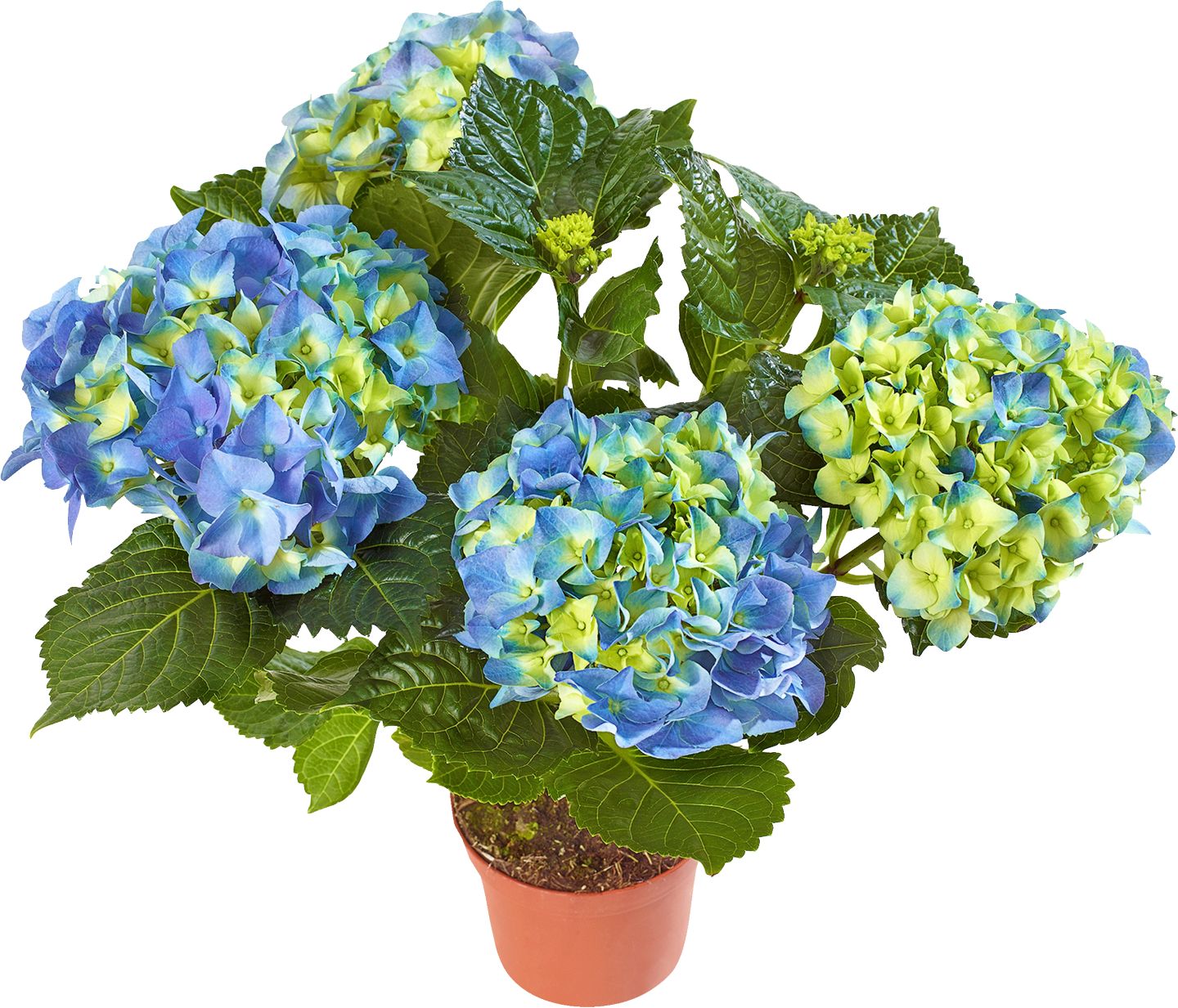 Hortensia kalinolistá (Hydrangea macrophylla)