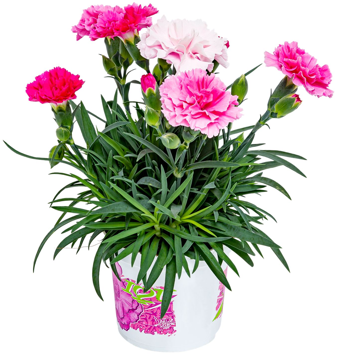 Karafiát I love you 