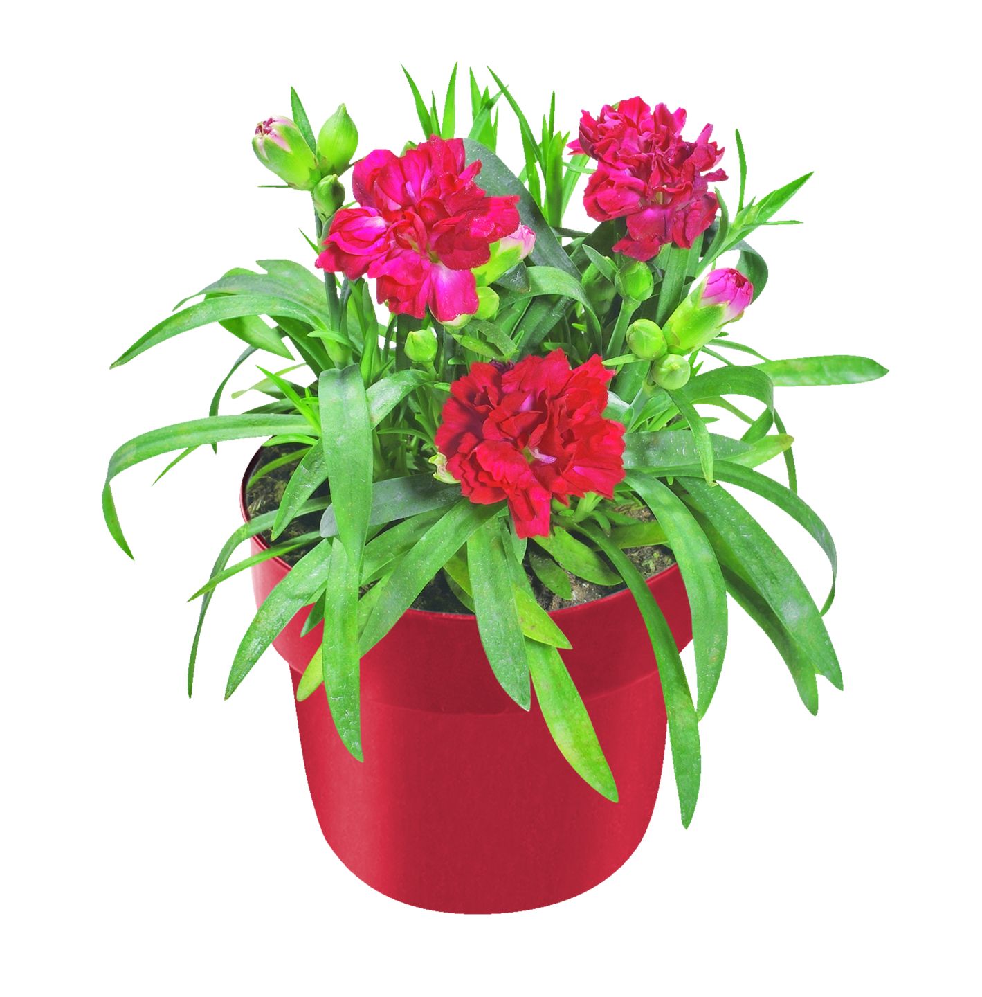 Karafiát Dianthus 