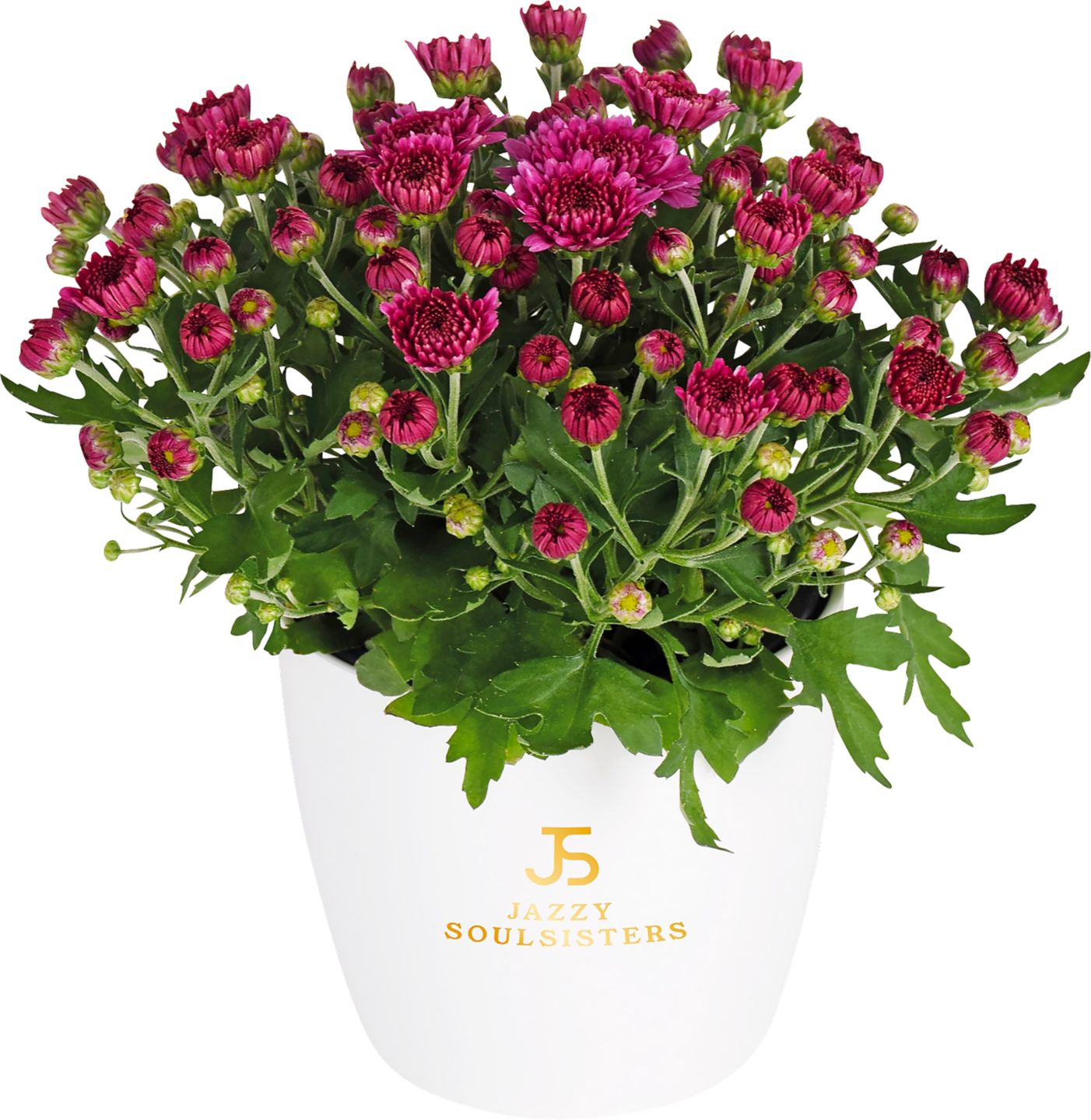 Chryzantéma Outdoor 
