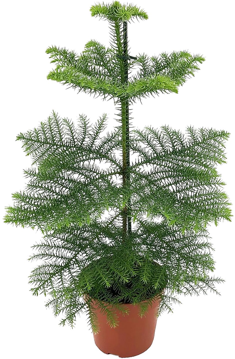 Pokojová jedle - více druhů 