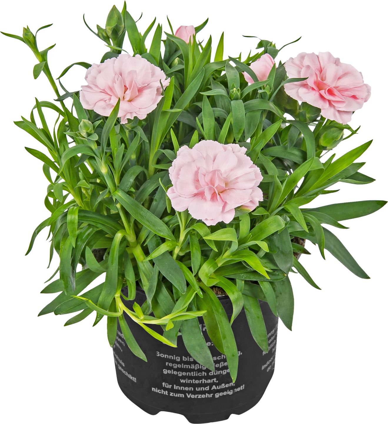 Hvozdík čínský Dianthus chinensis