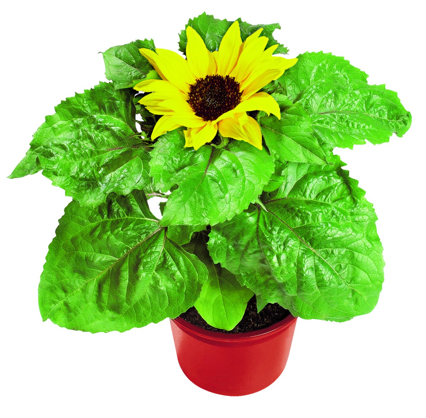 Slunečnice  Helianthus 
