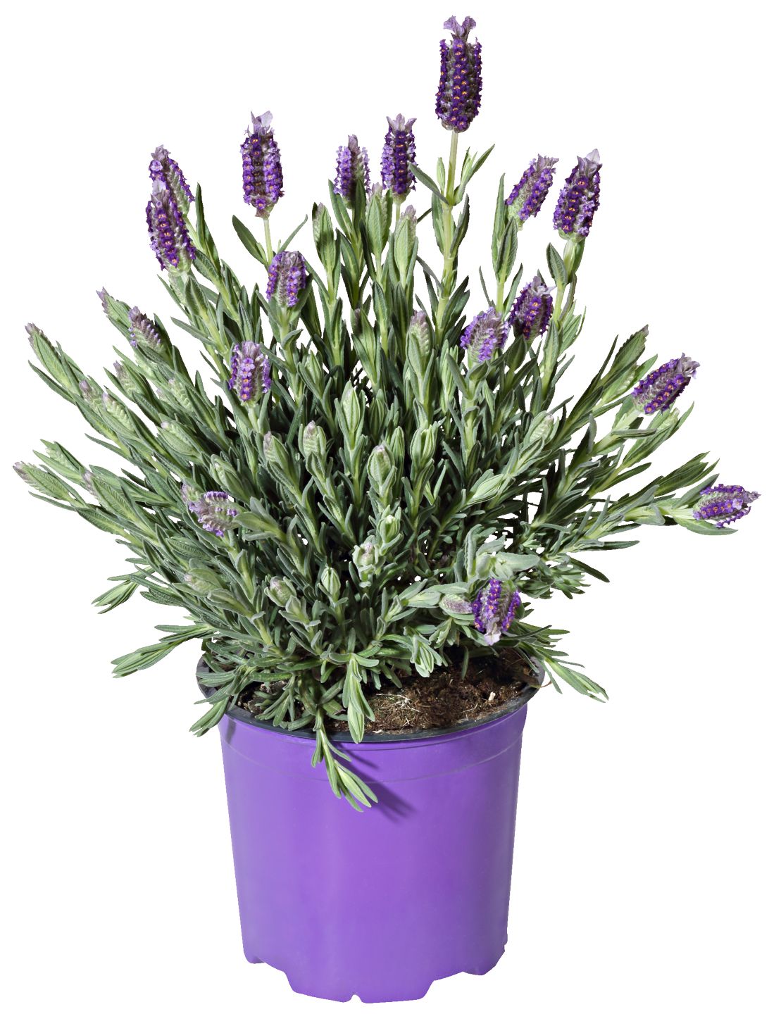Levanduľa francúzska (Lavandula stoechas Toscane)