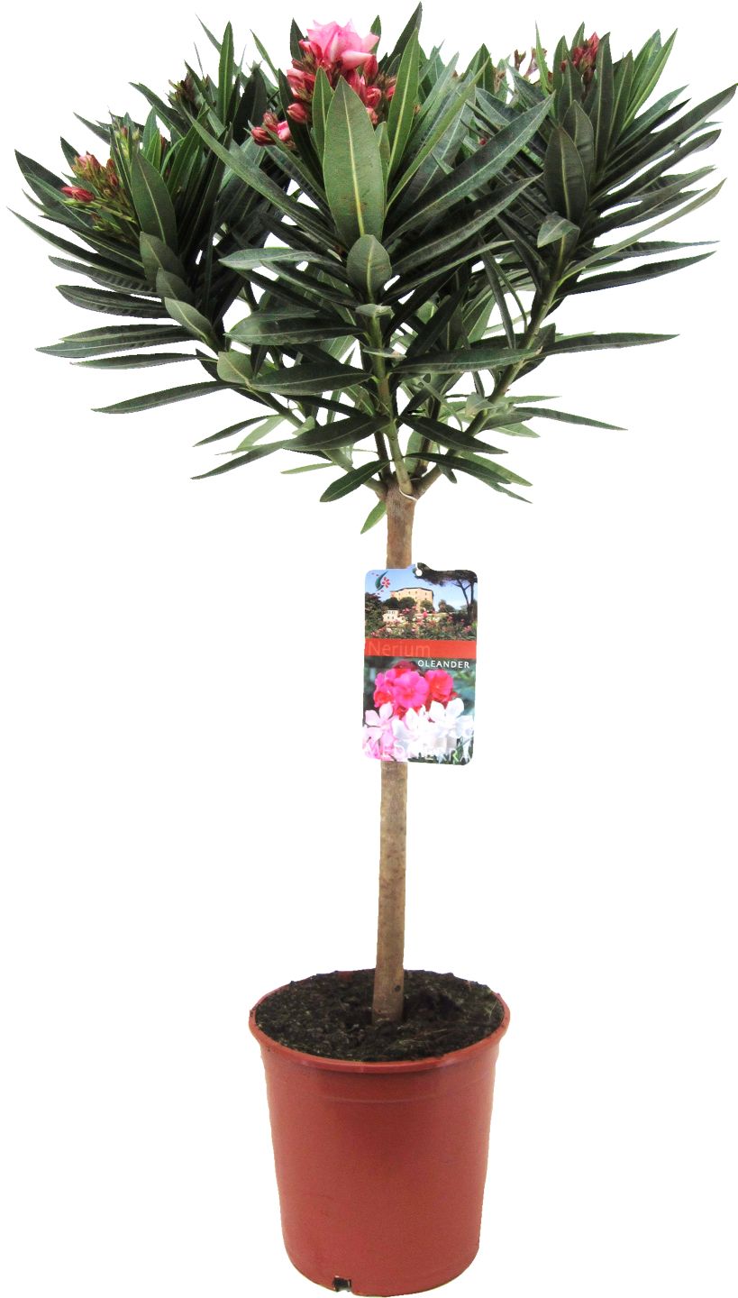 Oleander obyčajný na kmienku (Nerium oleander)
priemer kvetináča: 21 cm