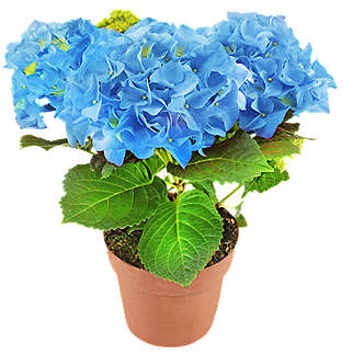 Hortensja różne kolory, śr. don. 10 cm