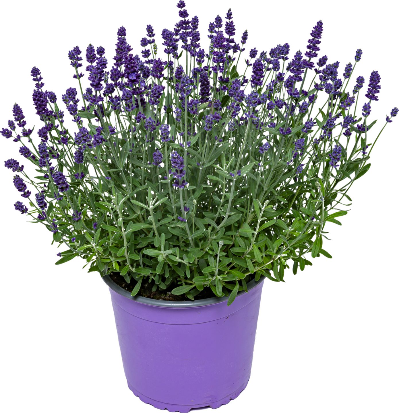 Levanduľa úzkolistá (Lavandula angustifolia)