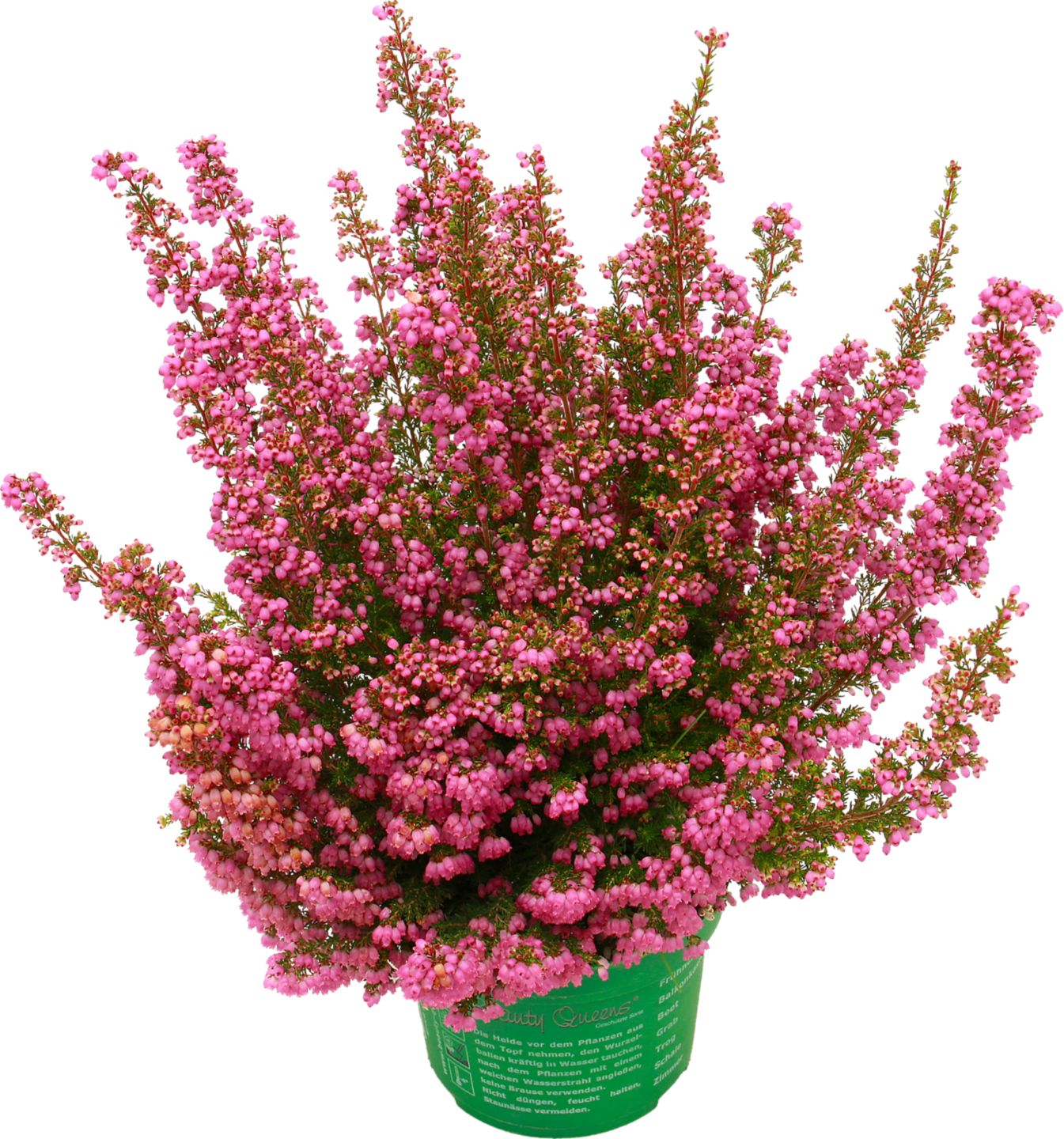 Vřesovec Beauty Queens Erica gracilis