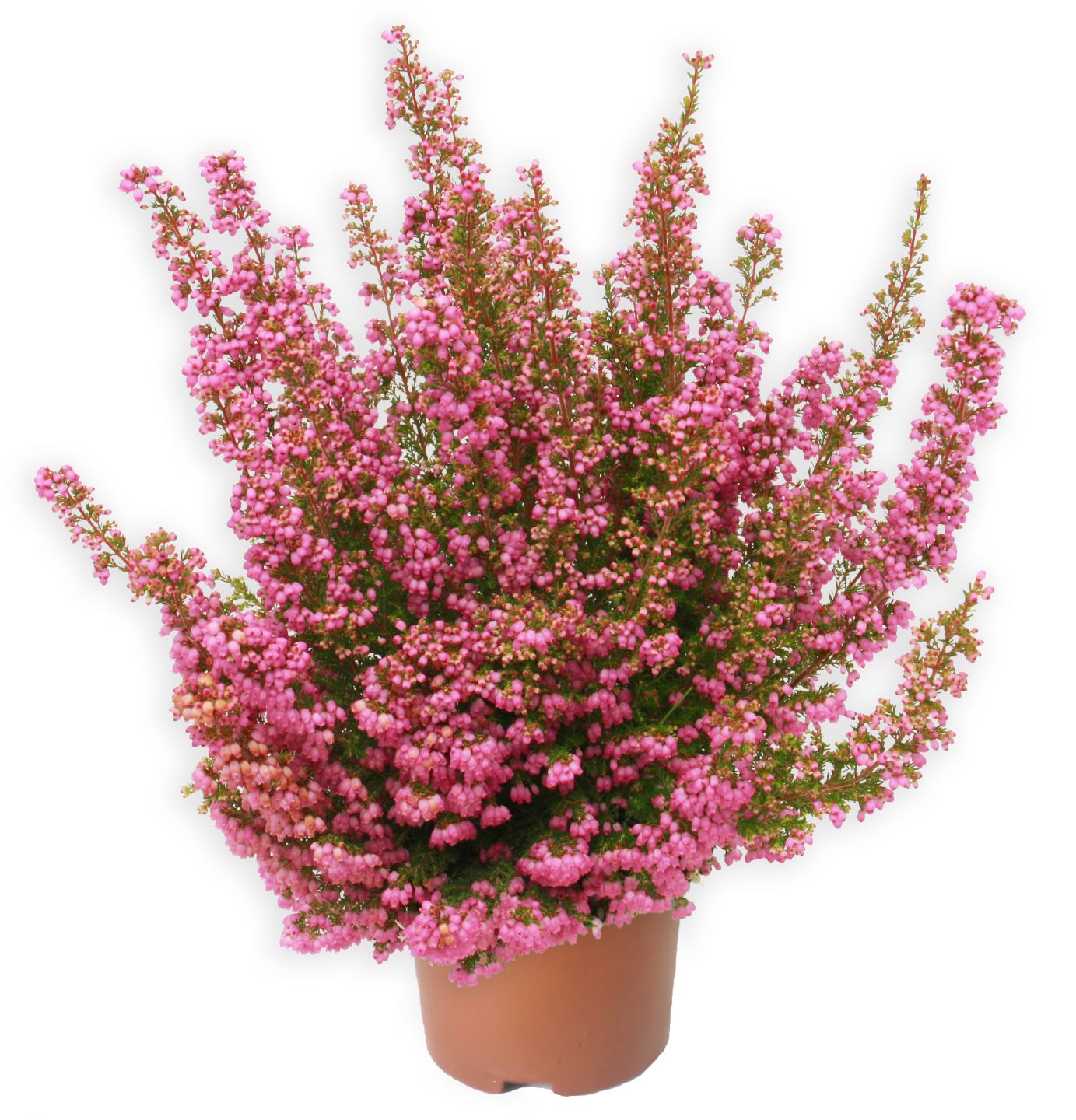 Erica Beauty Queens MPC 10.9.2026=1,99€
