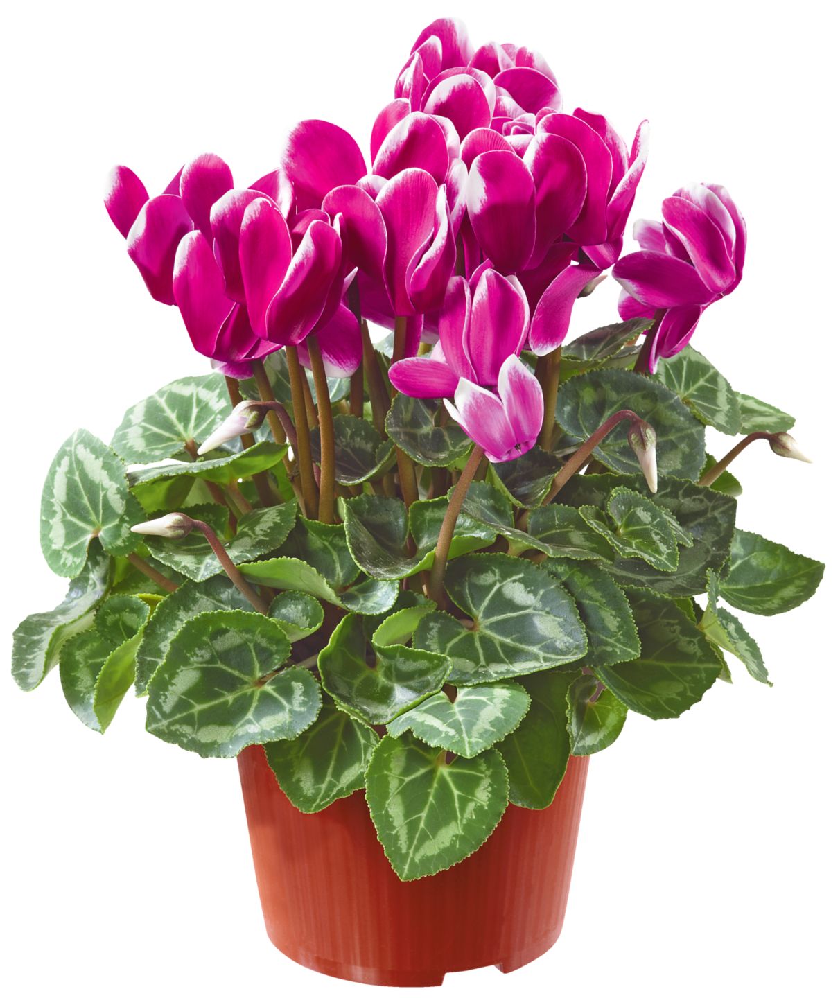 Cyklámen perzský (Cyclamen)
priemer kvetináča: 12 cm
