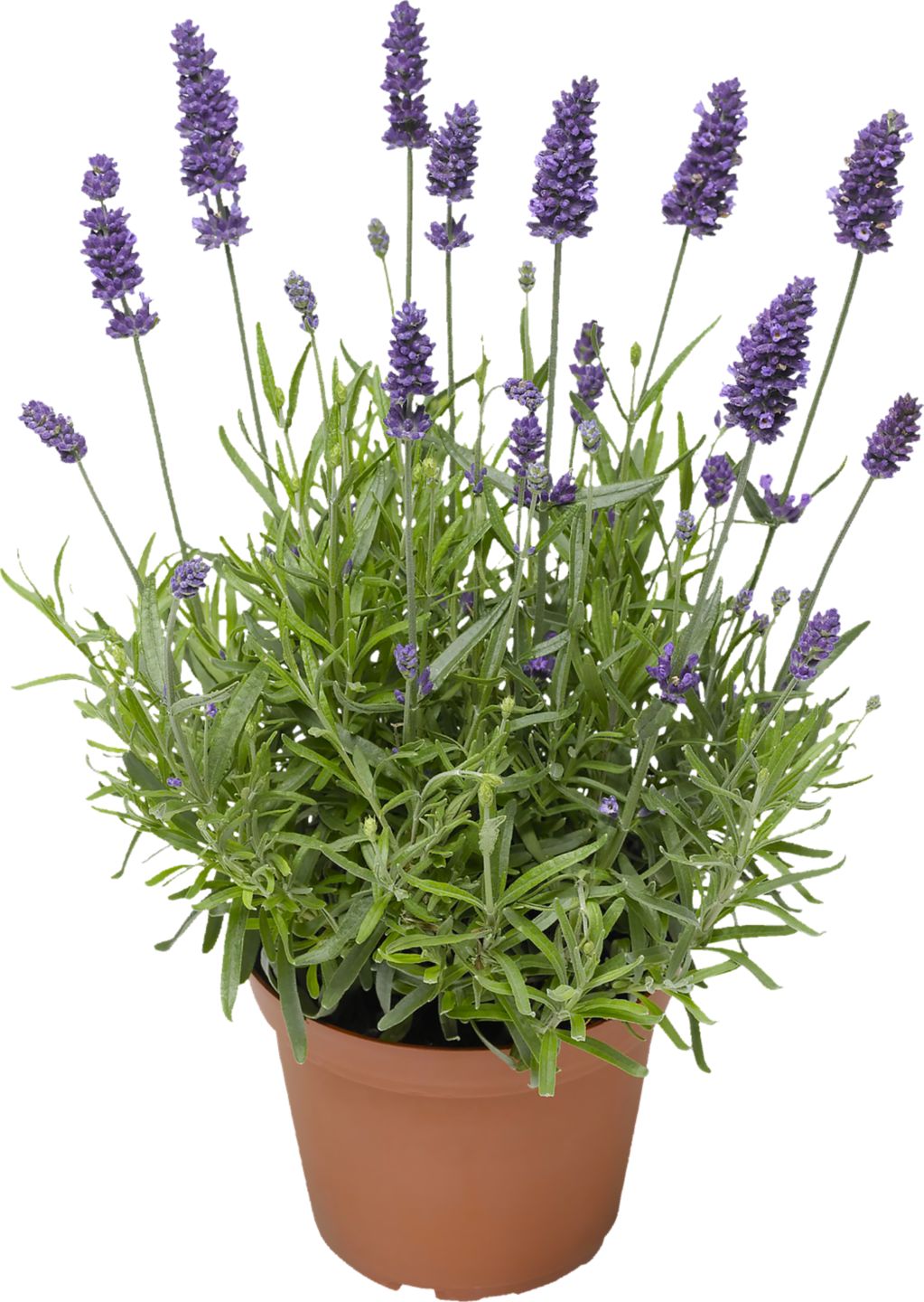 Levandule Lavandula angustifolia