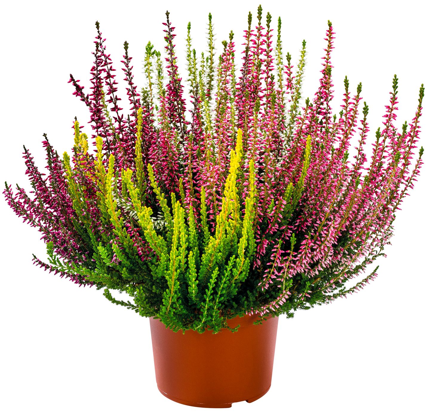Calluna vulgaris "Quattro" 