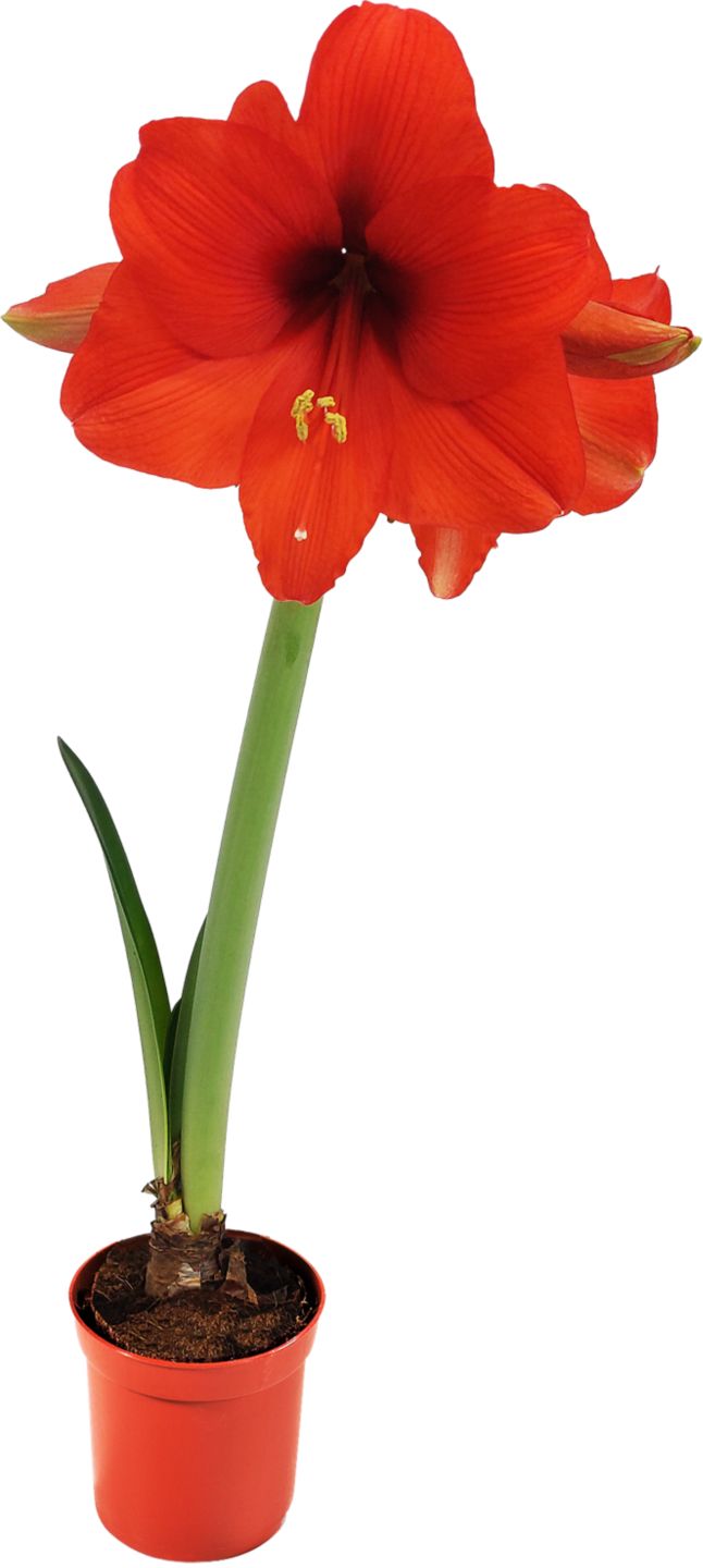 Zornica (Amaryllis)