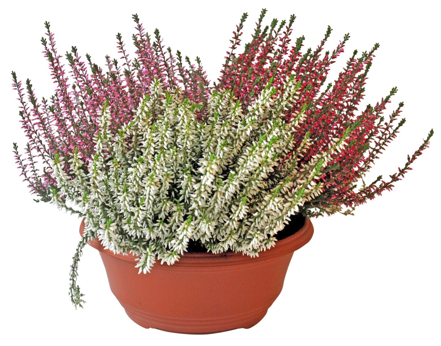 Vres obyčajný v miske (Calluna vulgaris)
priemer kvetináča: 23 cm