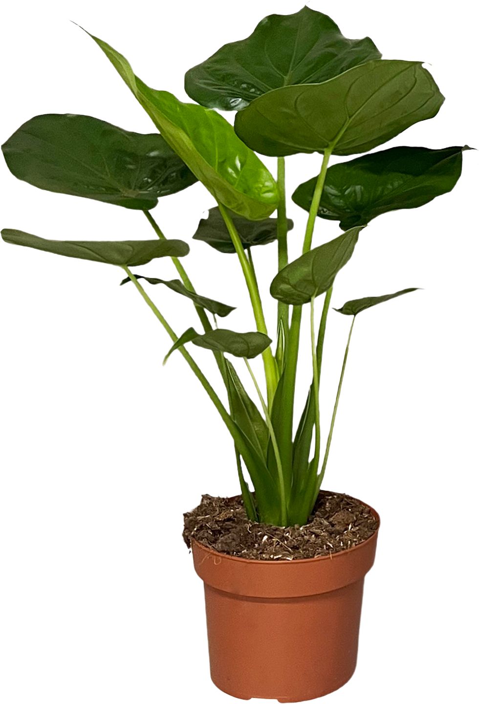 Alokázia (Alocasia)