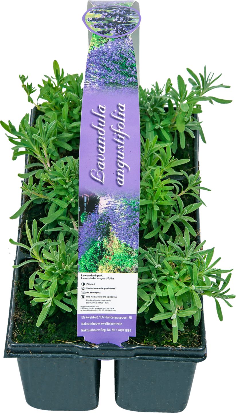Levandule 6Pack Lavandula Angustifolia