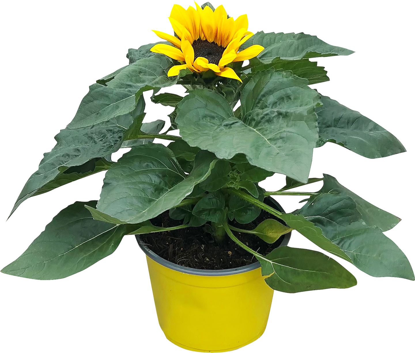 Slnečnica (Helianthus)
priemer kvetináča: 17 cm