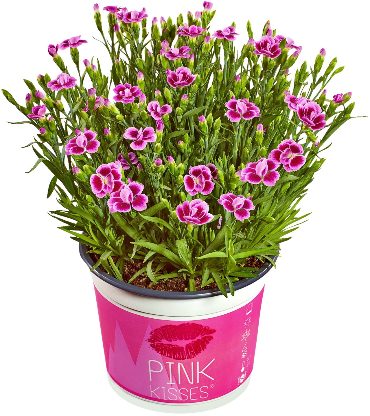 Изображение на Розов карамфил Ø10,5 см