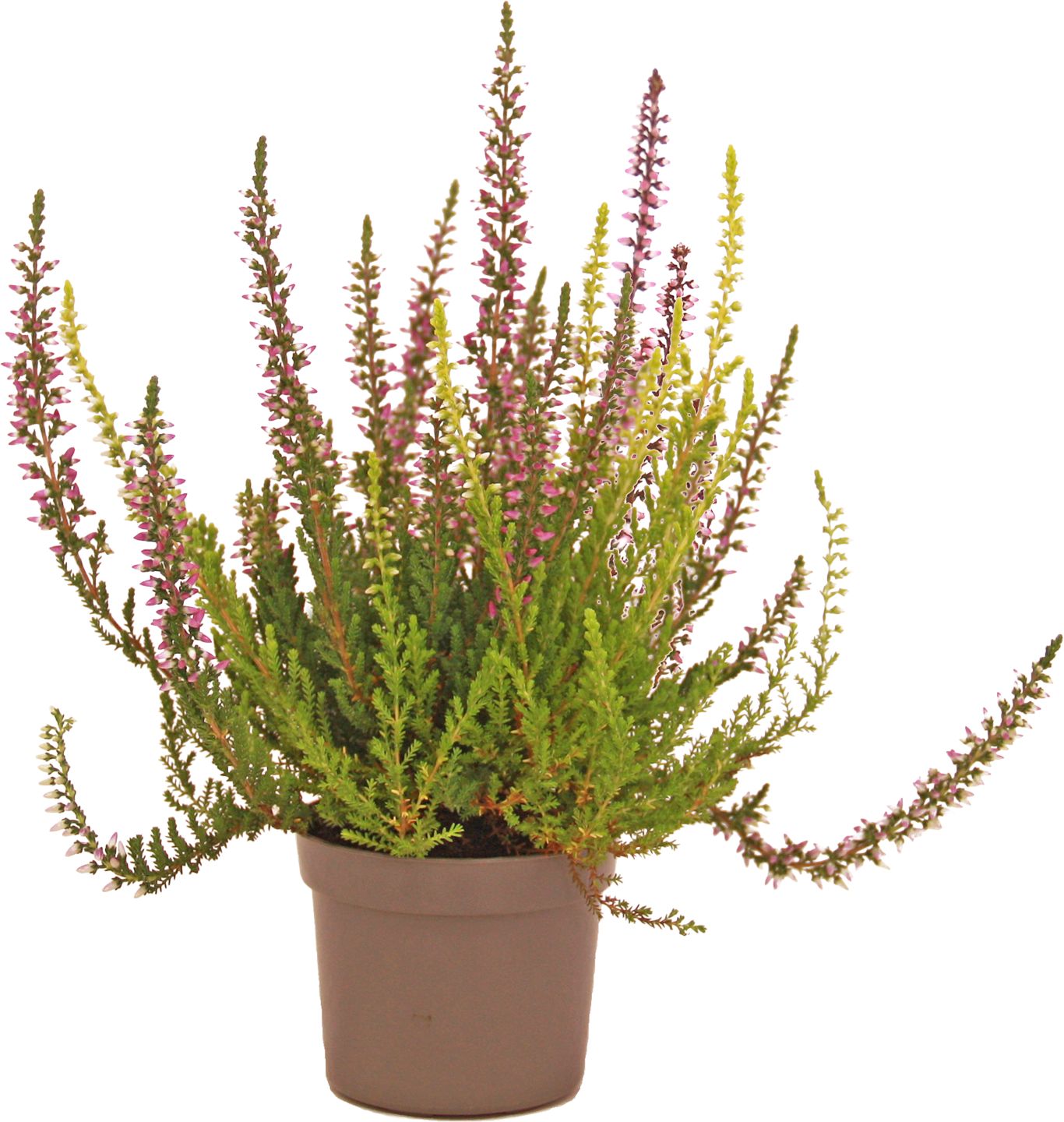 Mini vres "Trio" (Calluna vulgaris)
priemer kvetináča: 6 cm