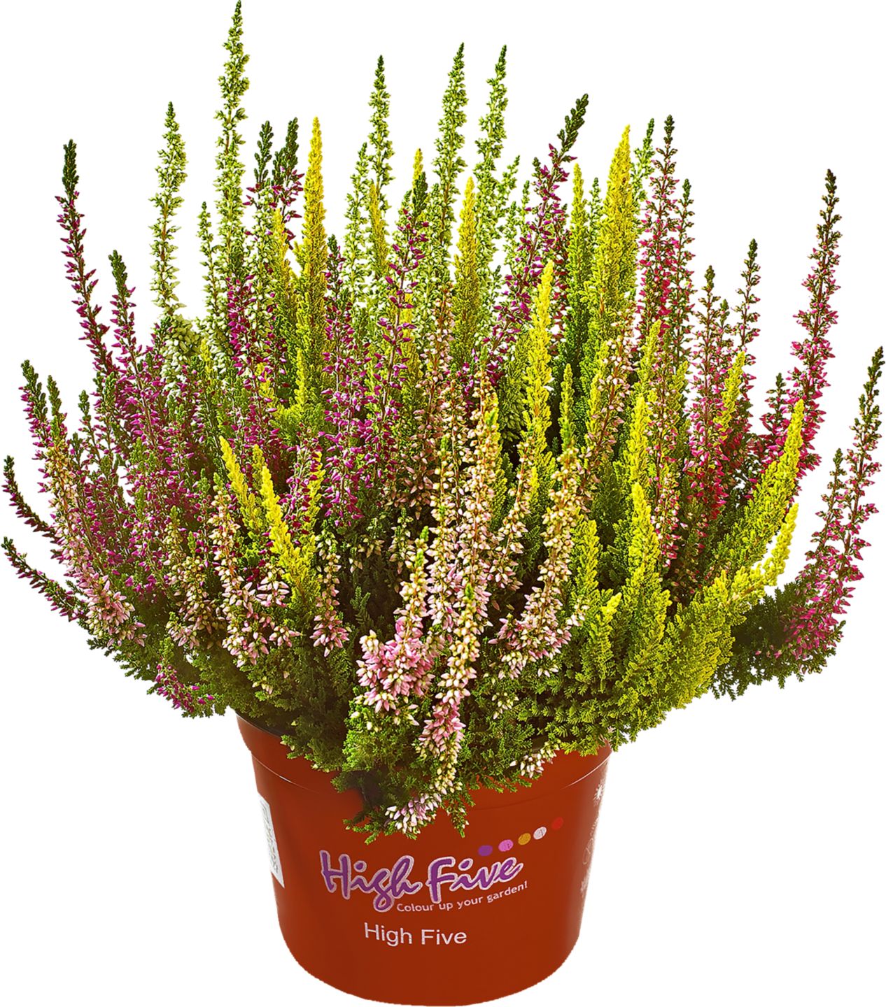 Calluna vulgaris Beauty Ladies HIGH FIVE