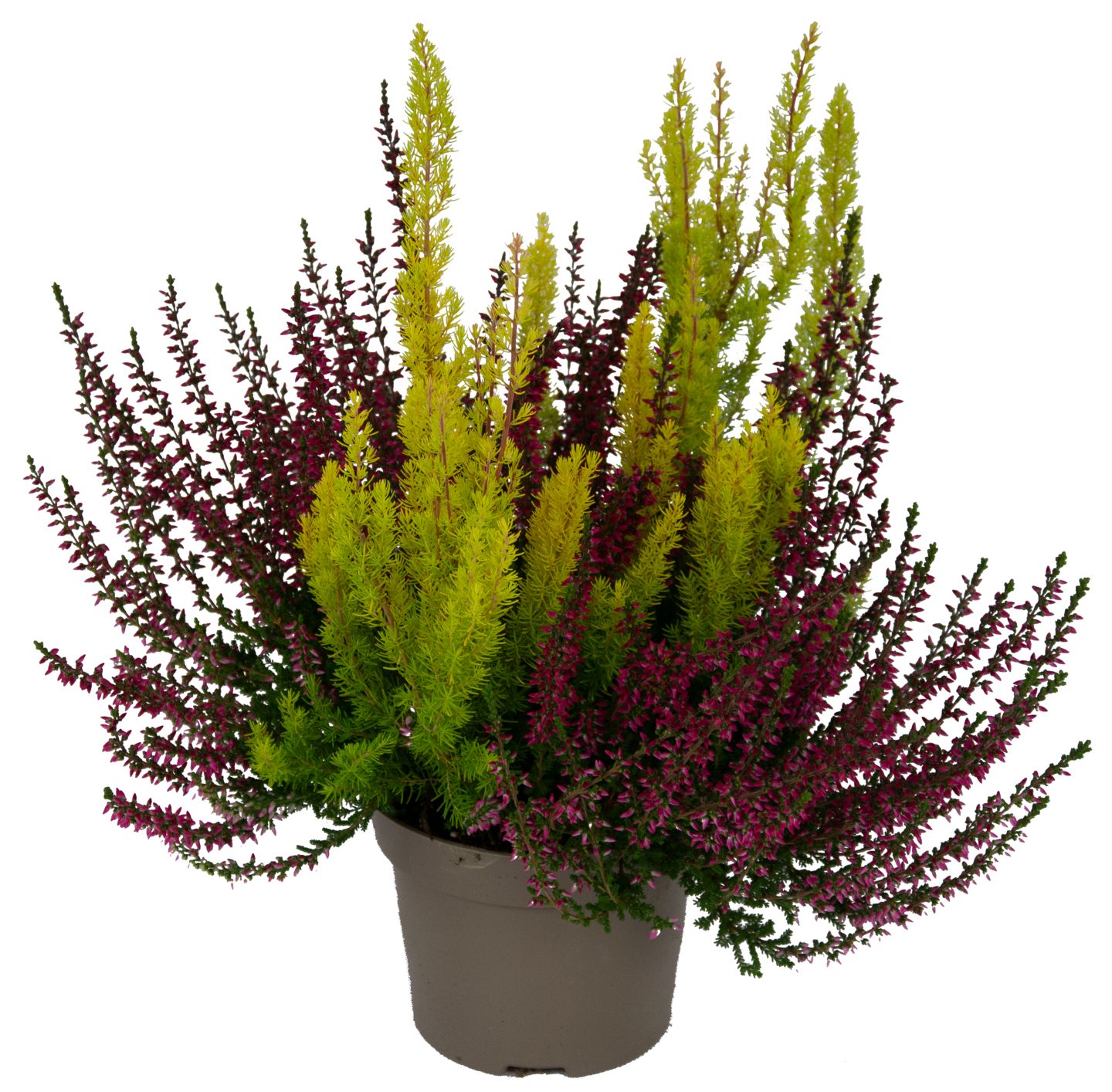 Vrijesak i Erika Twin MPC 10.9.2026=2,99€